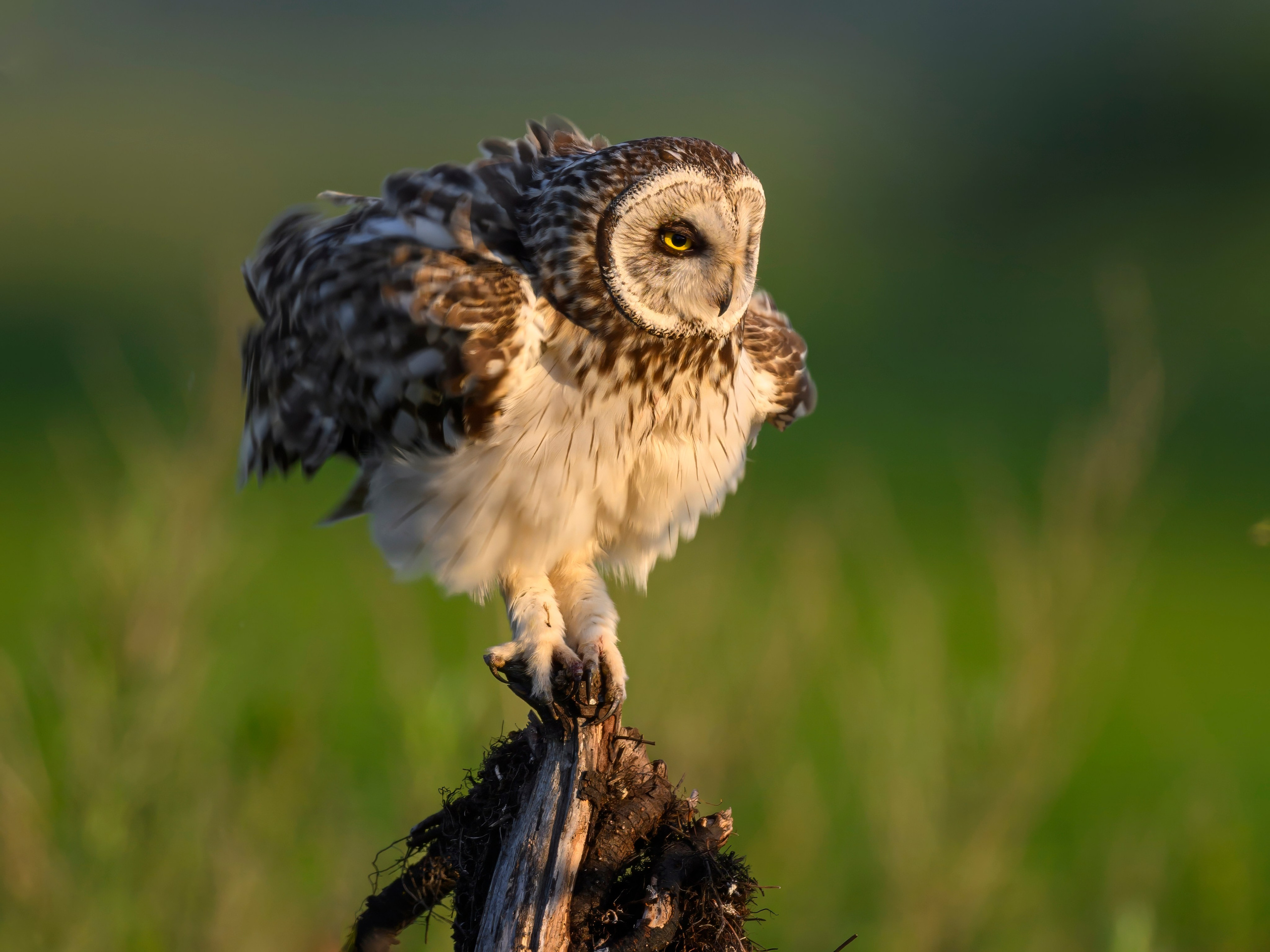 Совы и кулики. Фотограф Сергей Пупонин