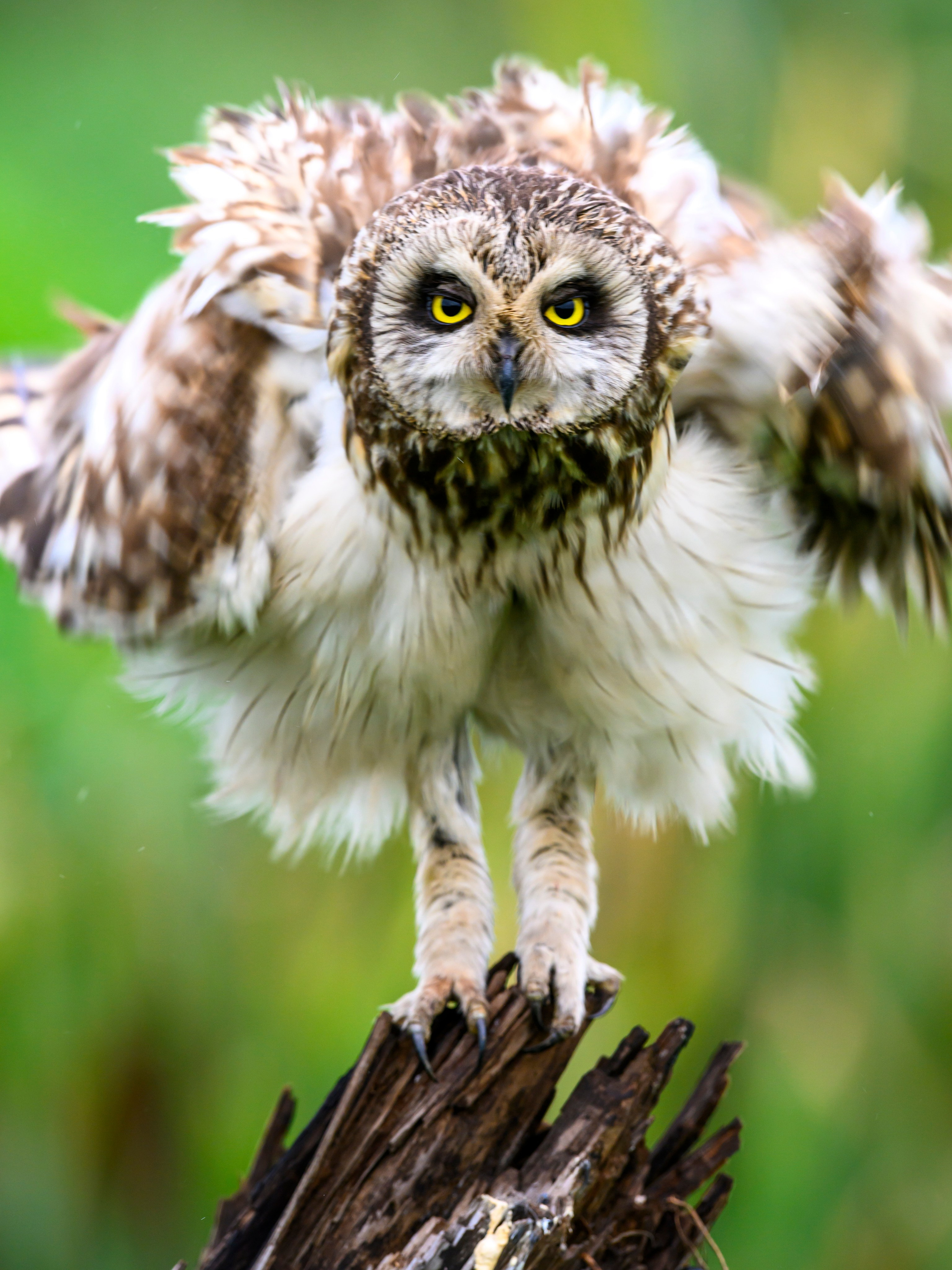 Эмоции совы. The emotions of the Owl. Wildlife photography by Sergey Puponin