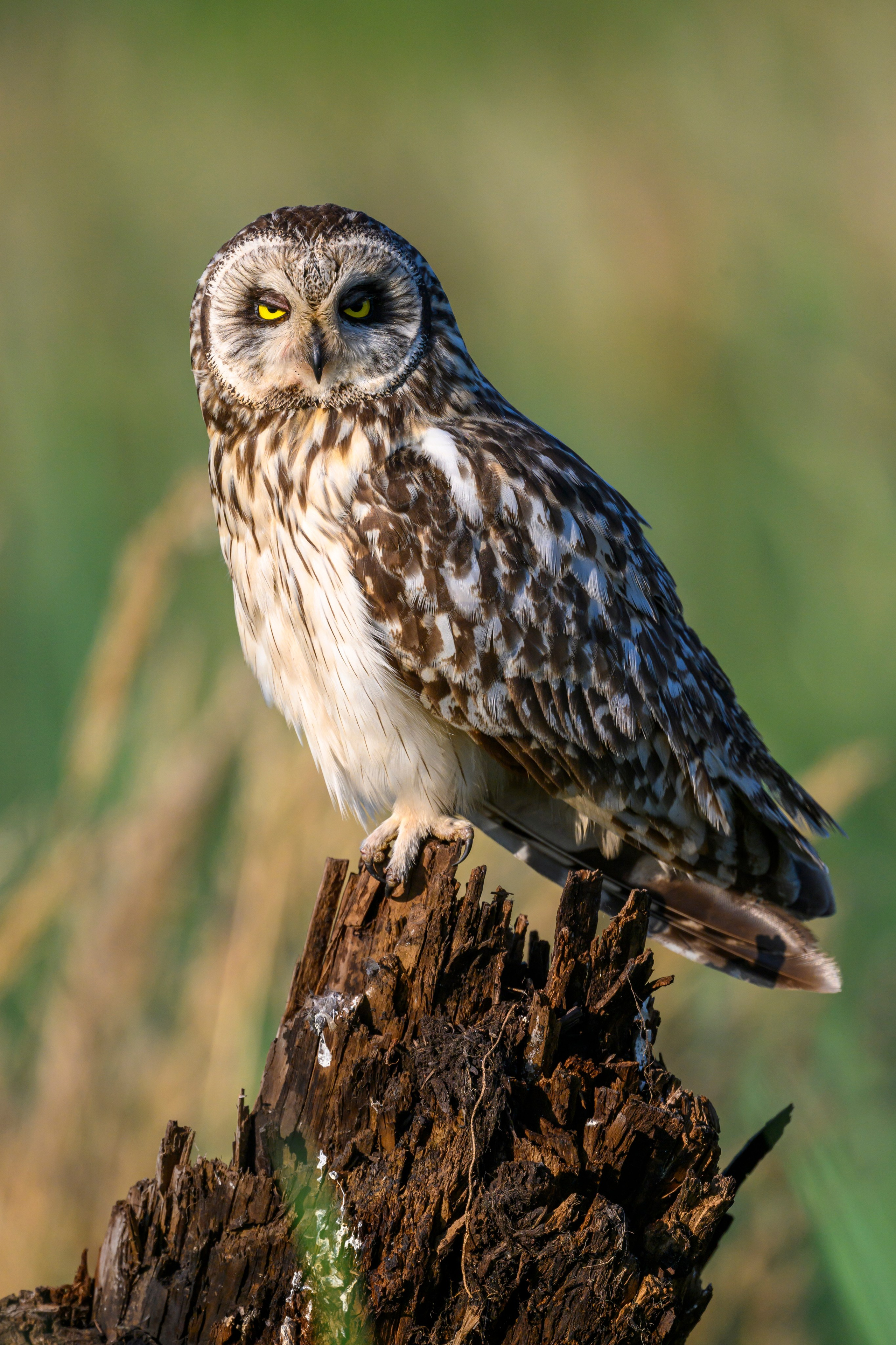 Портреты совы и драка с лунем. Portraits of an owl and a fight with a harrier. Wildlife photography by Sergey Puponin