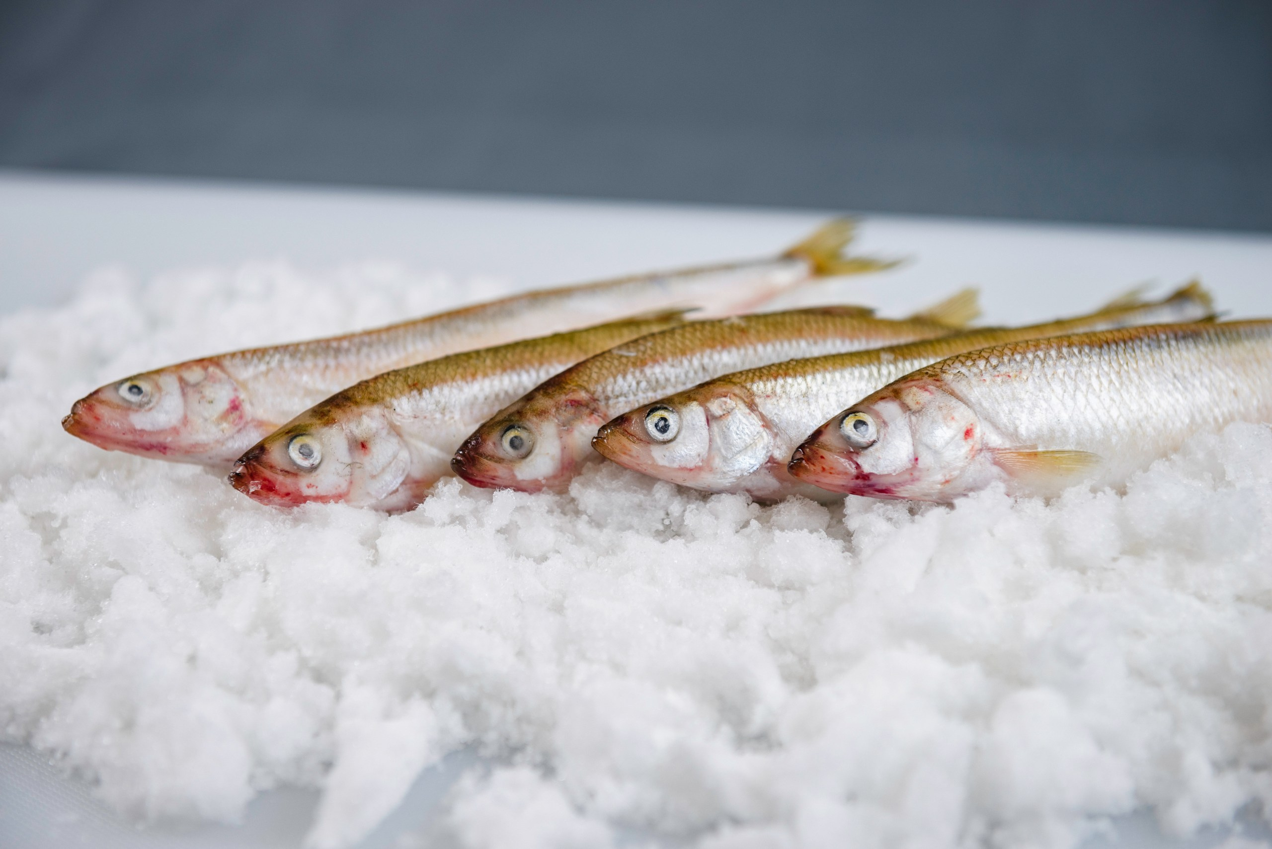 Фотосъемка морской продукции в Петропавловске-Камчатском. Профессиональная фудсъемка морепродуктов в Петропавловске-Камчатском. Фудсъемка даров моря для ресторанов в Петропавловске-Камчатском. Яркая и аппетитная фотосъемка морской еды в Петропавловске-Камчатском. Стоимость фотосъемки морепродуктов в Петропавловске-Камчатском.