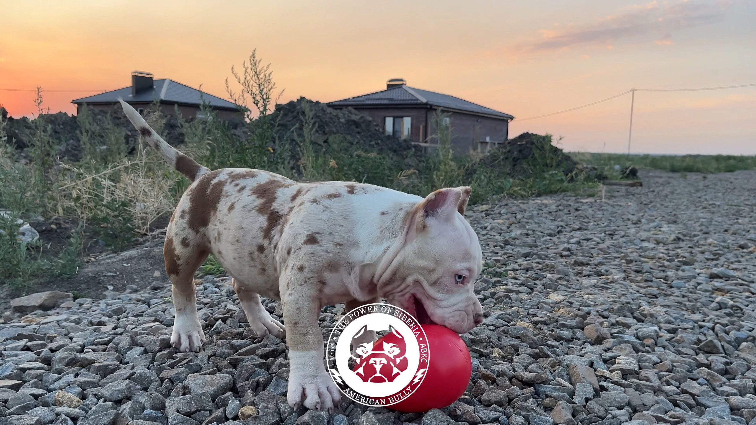 Помет Каспер и Асти. 13.04.25. Американский Булли в г. Ростов-на-Дону. Питомник THE POWER OF SIBERIA