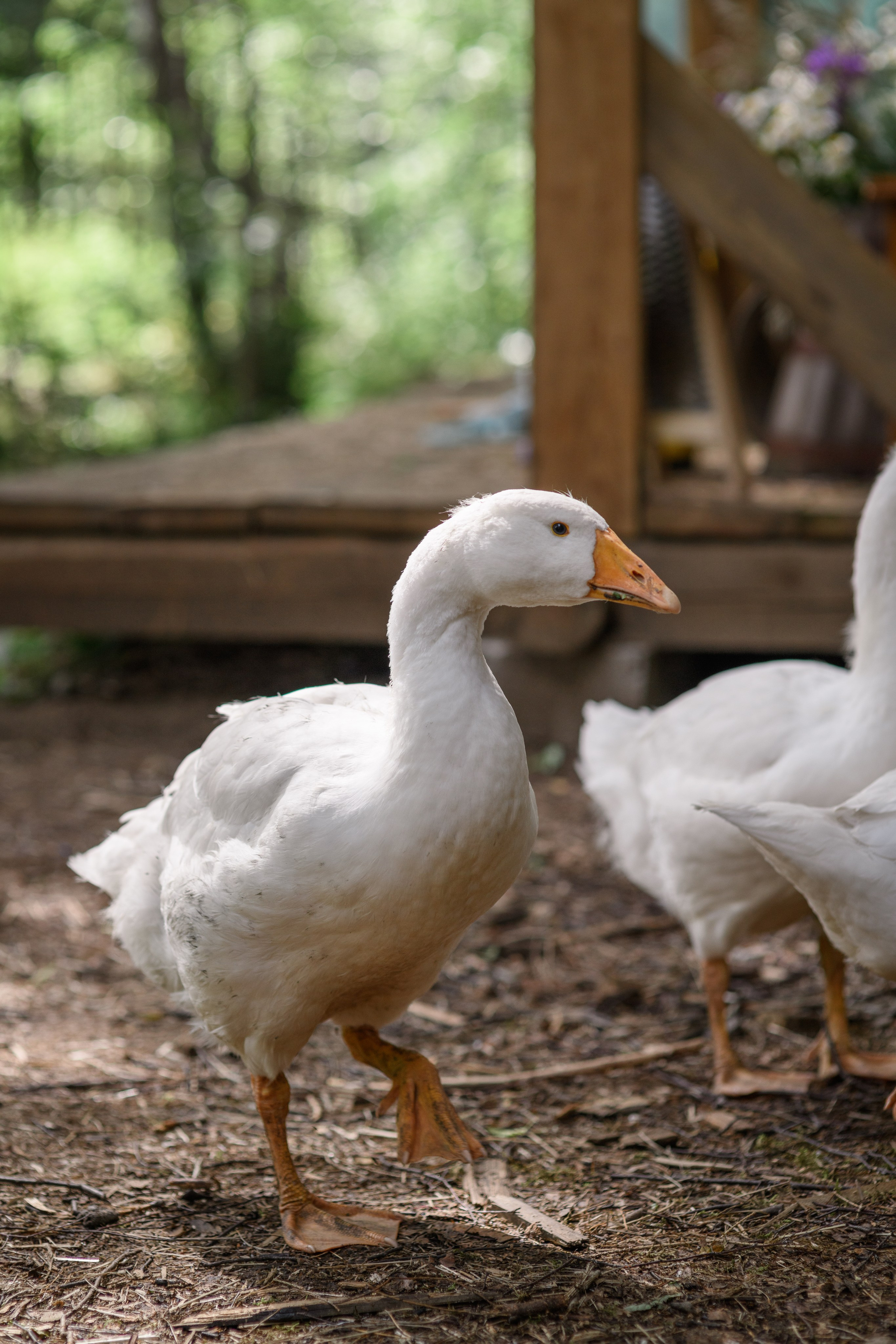 Фотостудия Зачарованный сад в Екатеринбурге