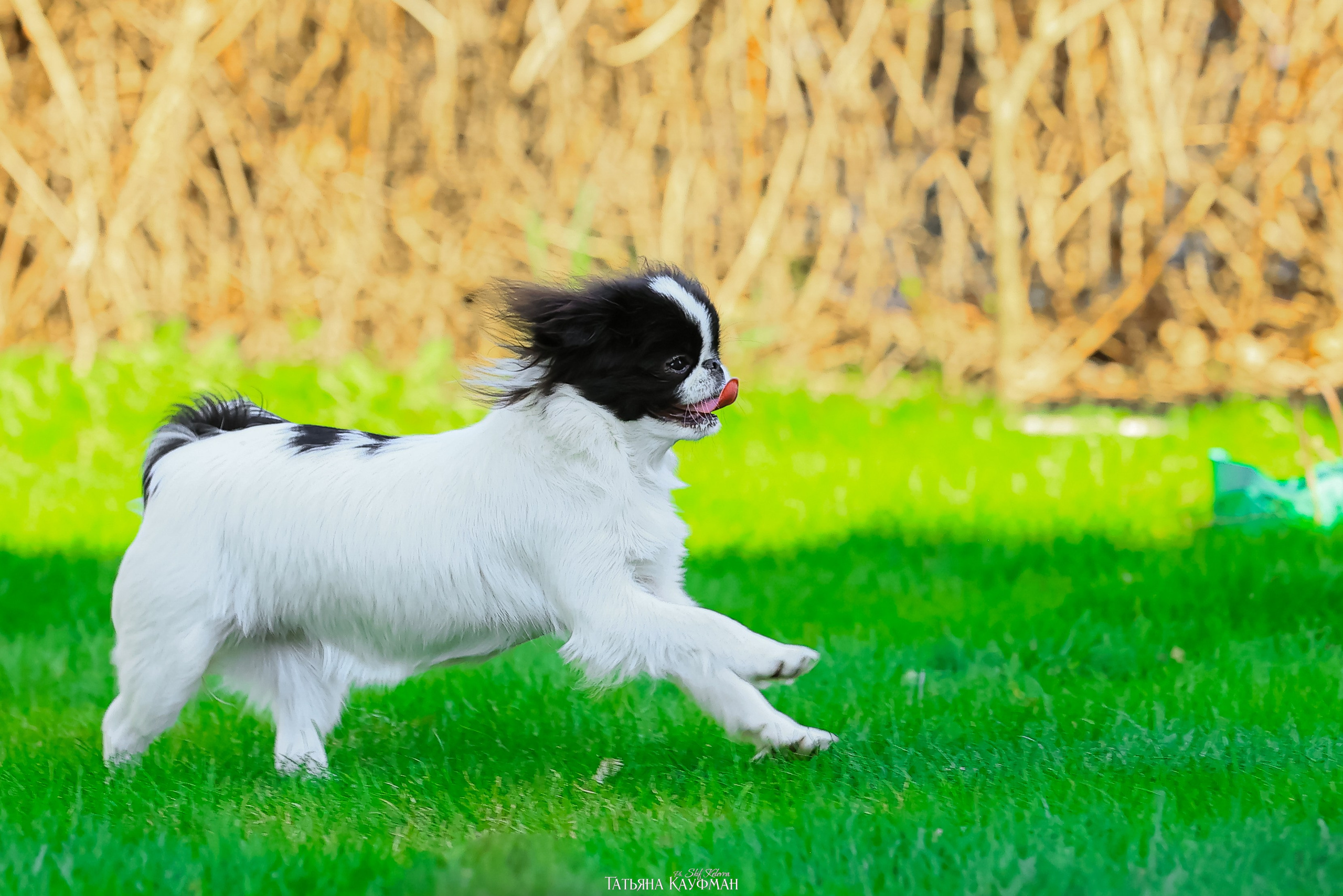 Японский хин, фотография японский хин, собака в цветах, красивая собака, фотограф анималист, фотокурс Анималистика, научиться фотографировать собак, фотограф Новосибирск