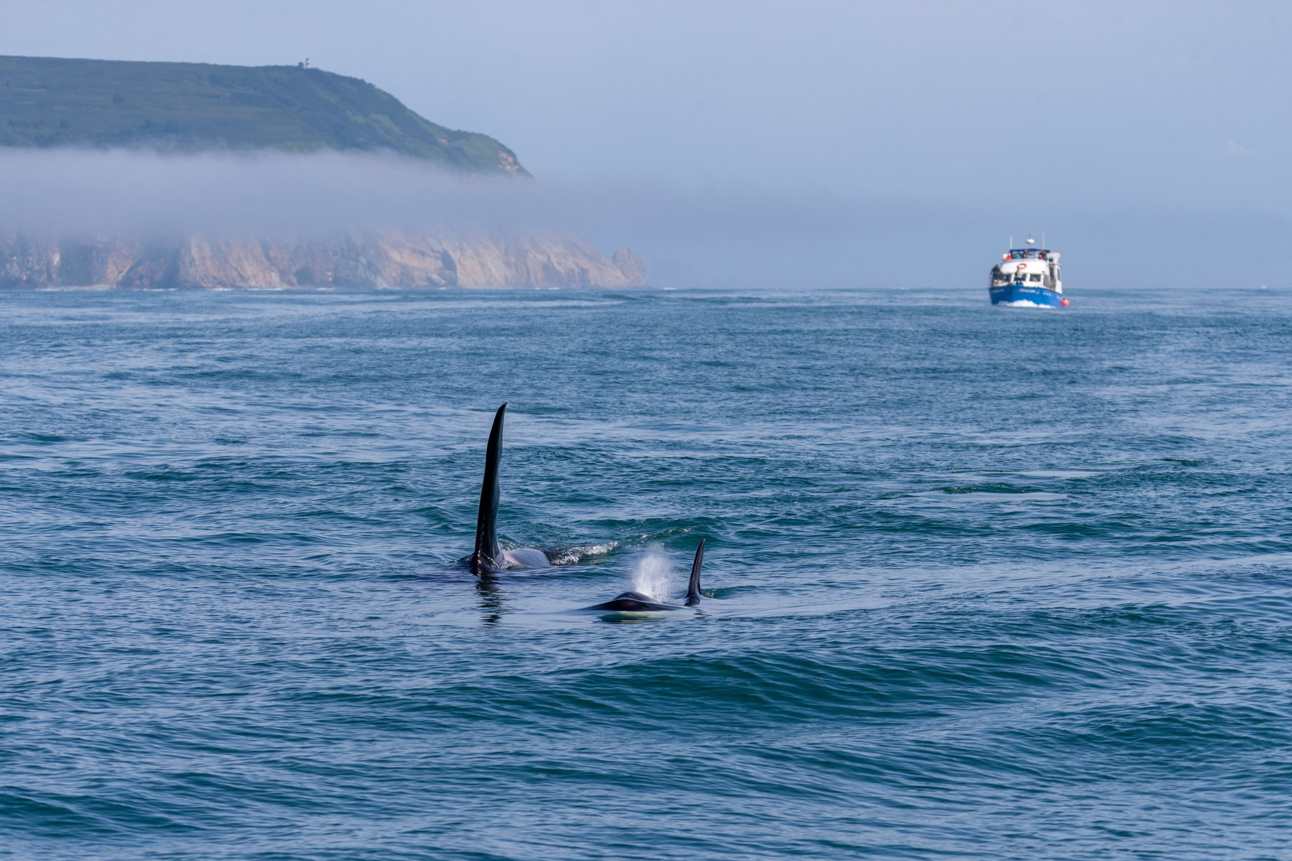 Русская бухта — дикая природа и морские маршруты Камчатки. Время Камчатки: чтобы найти свой путь, нужно скорость умножить на время