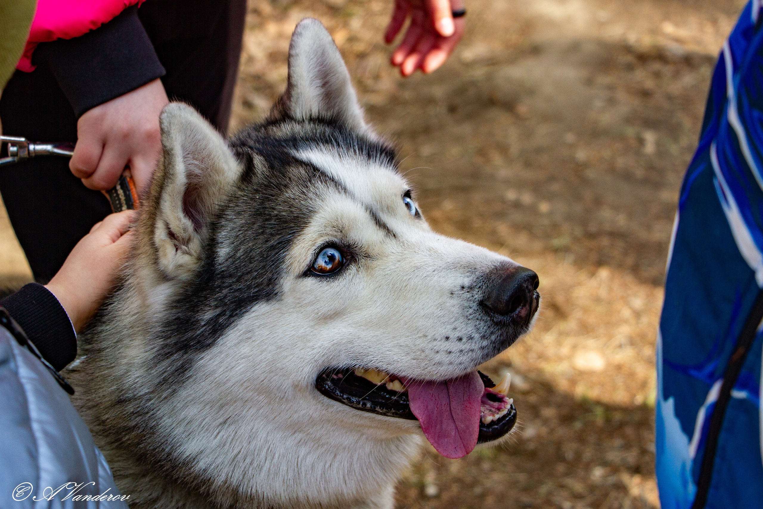 День Победы 9 мая 2023 года. Фотограф Омск | Александр Вандеров