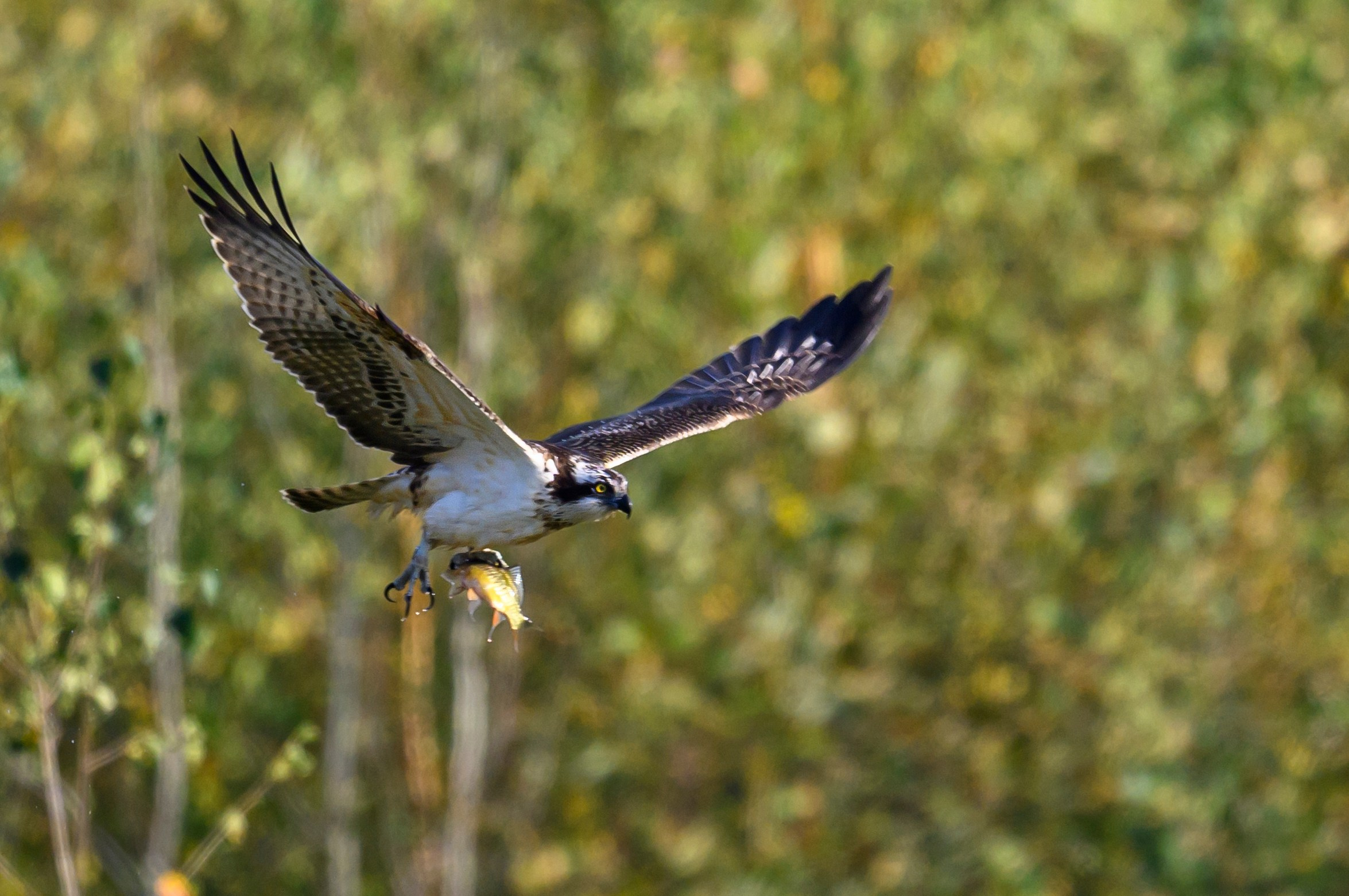Скопа и канюк. The Osprey and the Buzzard. Фотограф Сергей Пупонин