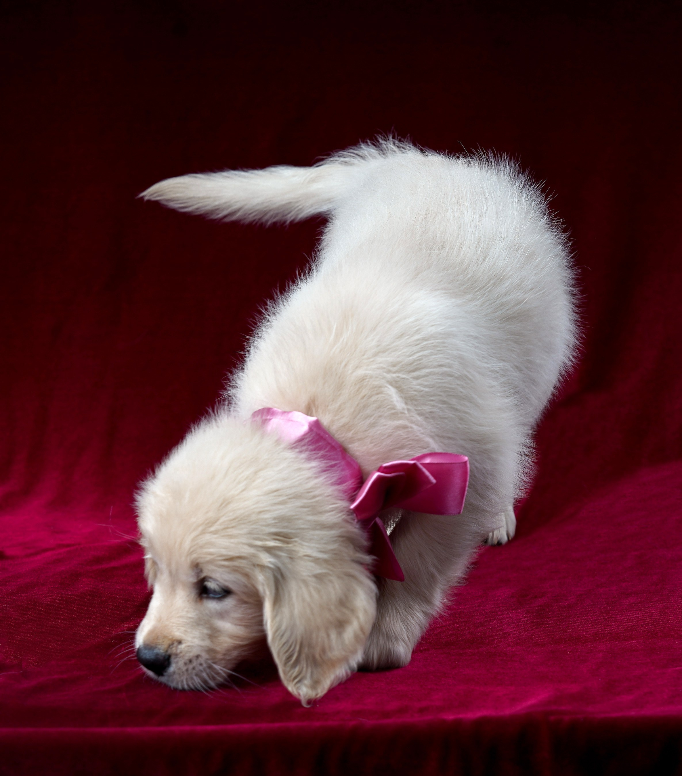 съемка собак, съемка щенков , съемка собак для авито, съемка щенков для авито, грумминг, фотограф животных. фотограф собак,съемка собак Нижний Новгород, съемка собак Бор,