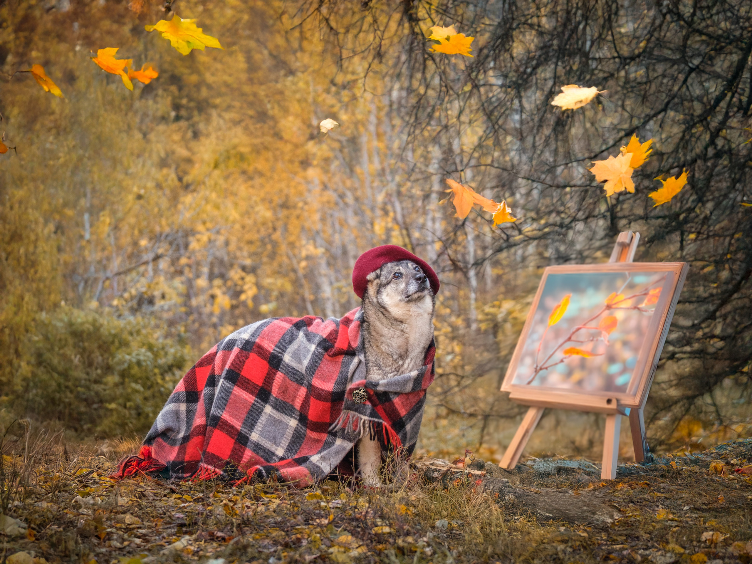 Съемки для пристройства!. Зоофотограф, фотограф животных в Москве и области Дина Дамоцева