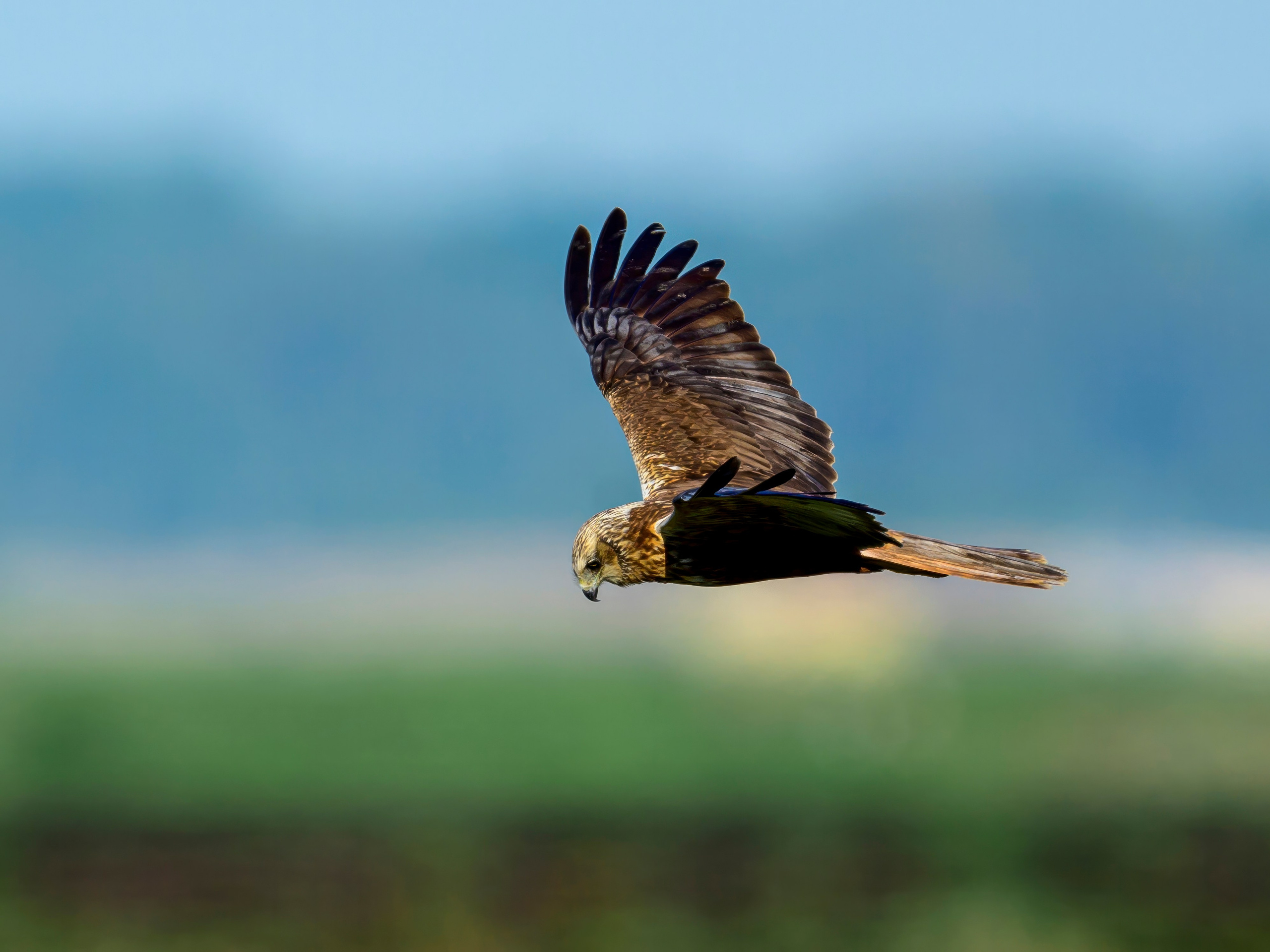 Лебеди, совы и лунь. Wildlife photography by Sergey Puponin