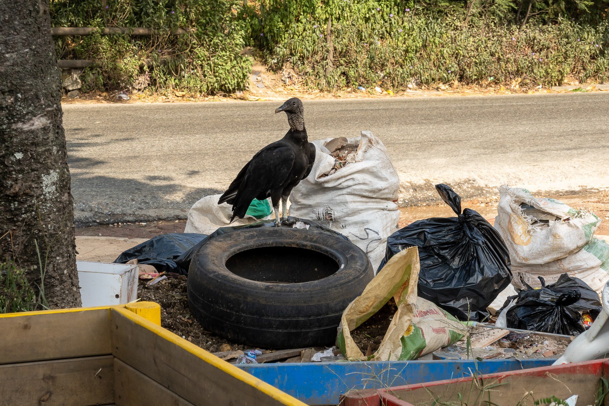Колумбия Медельин. Colombia Medellin. Фотограф Алексей Скоробогатько