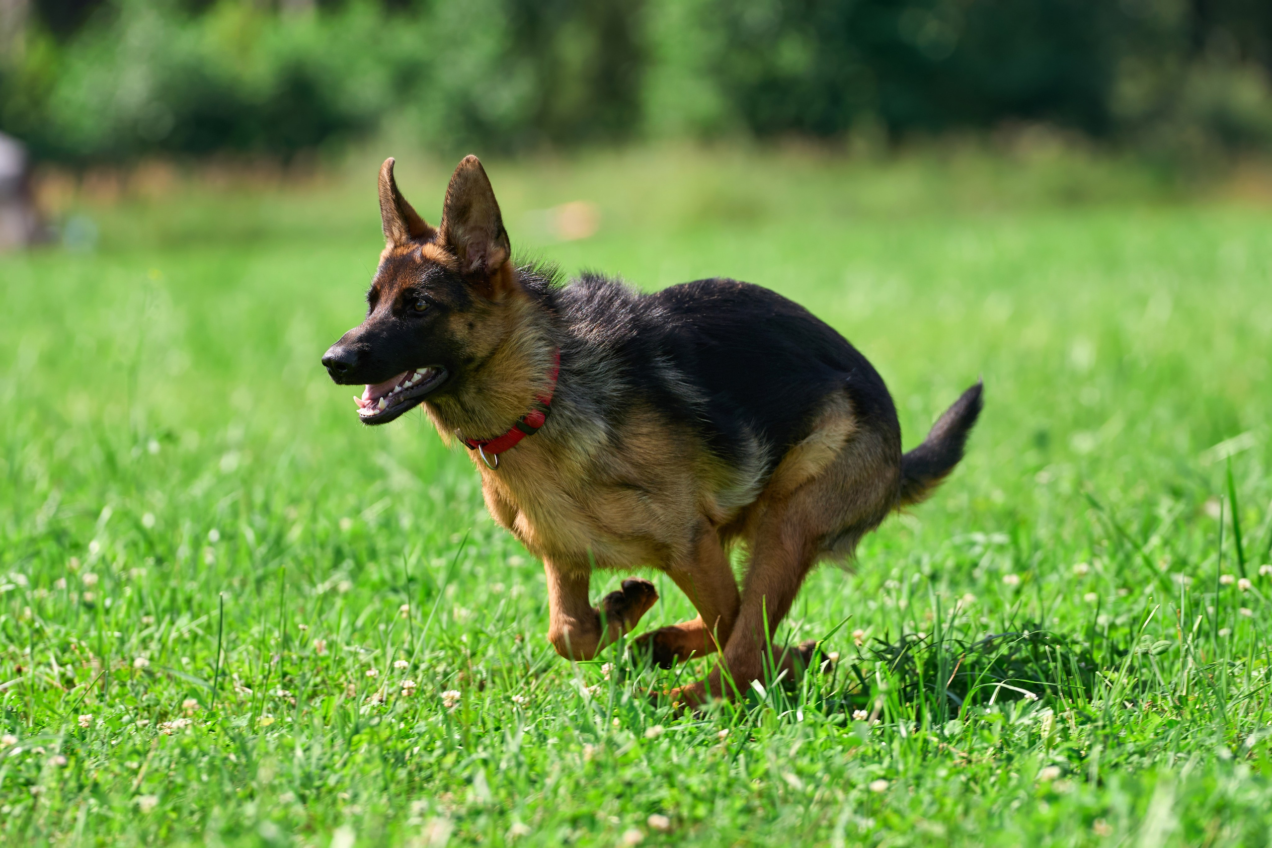 Тренировка в Донино. Фотограф-анималист Михаил Манухин