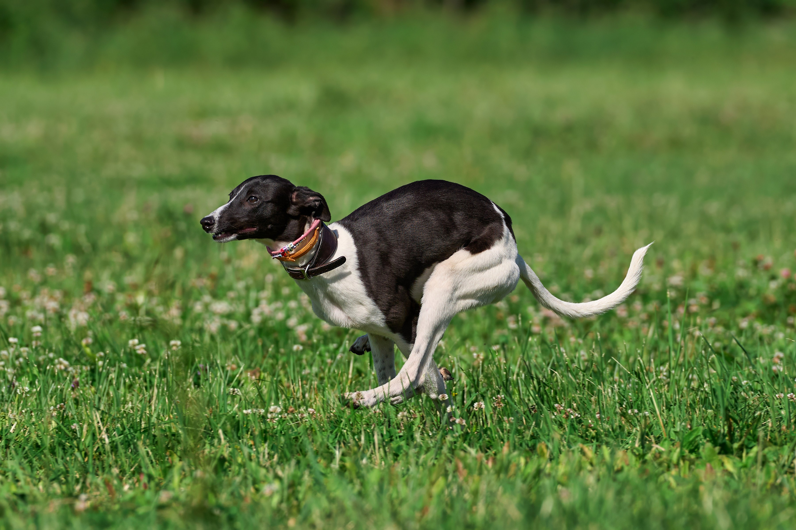 Тренировка по курсингу в Донино. Фотограф-анималист Михаил Манухин