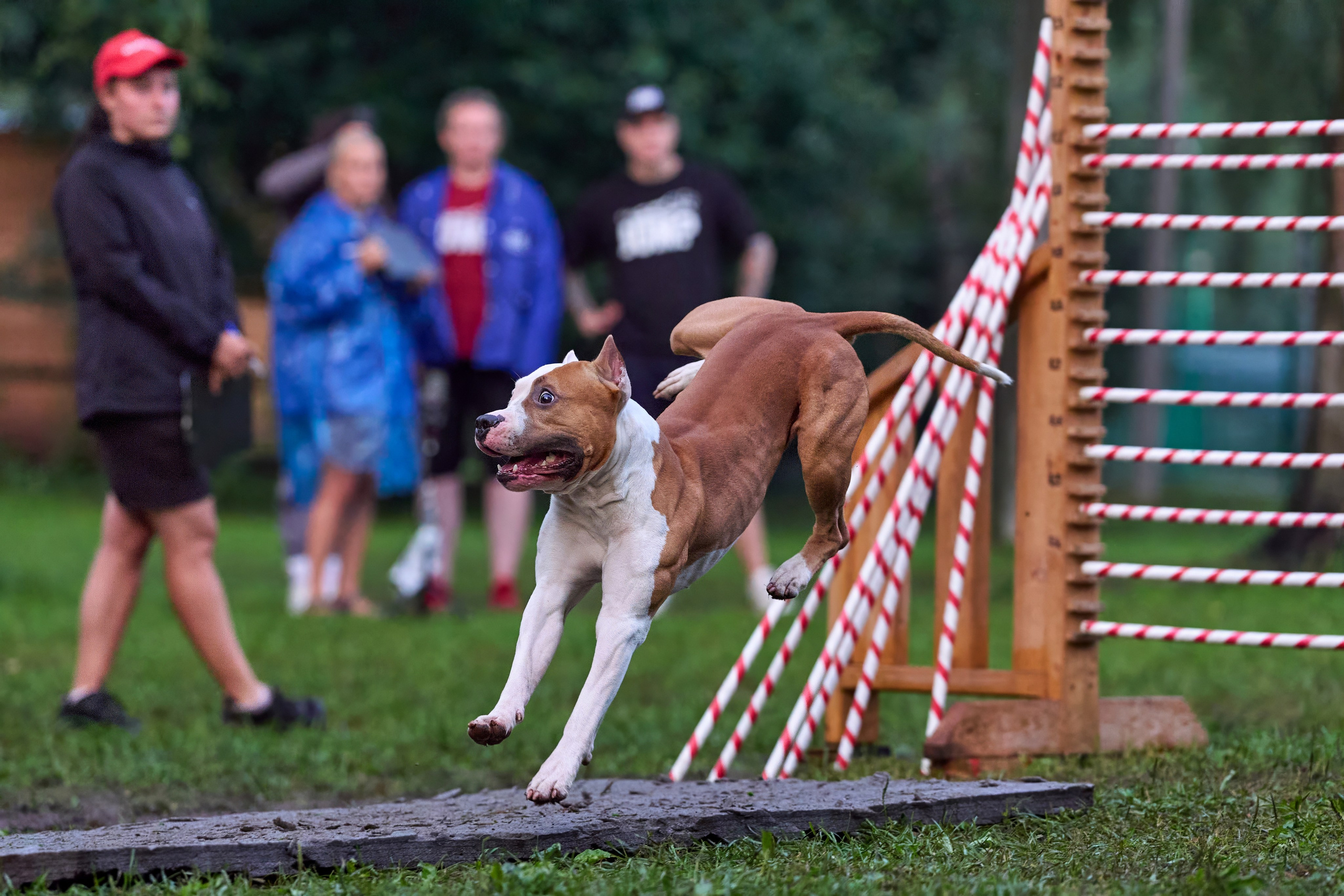 Jump'n'Gym JUMP! — 2024. Фотограф-анималист Михаил Манухин