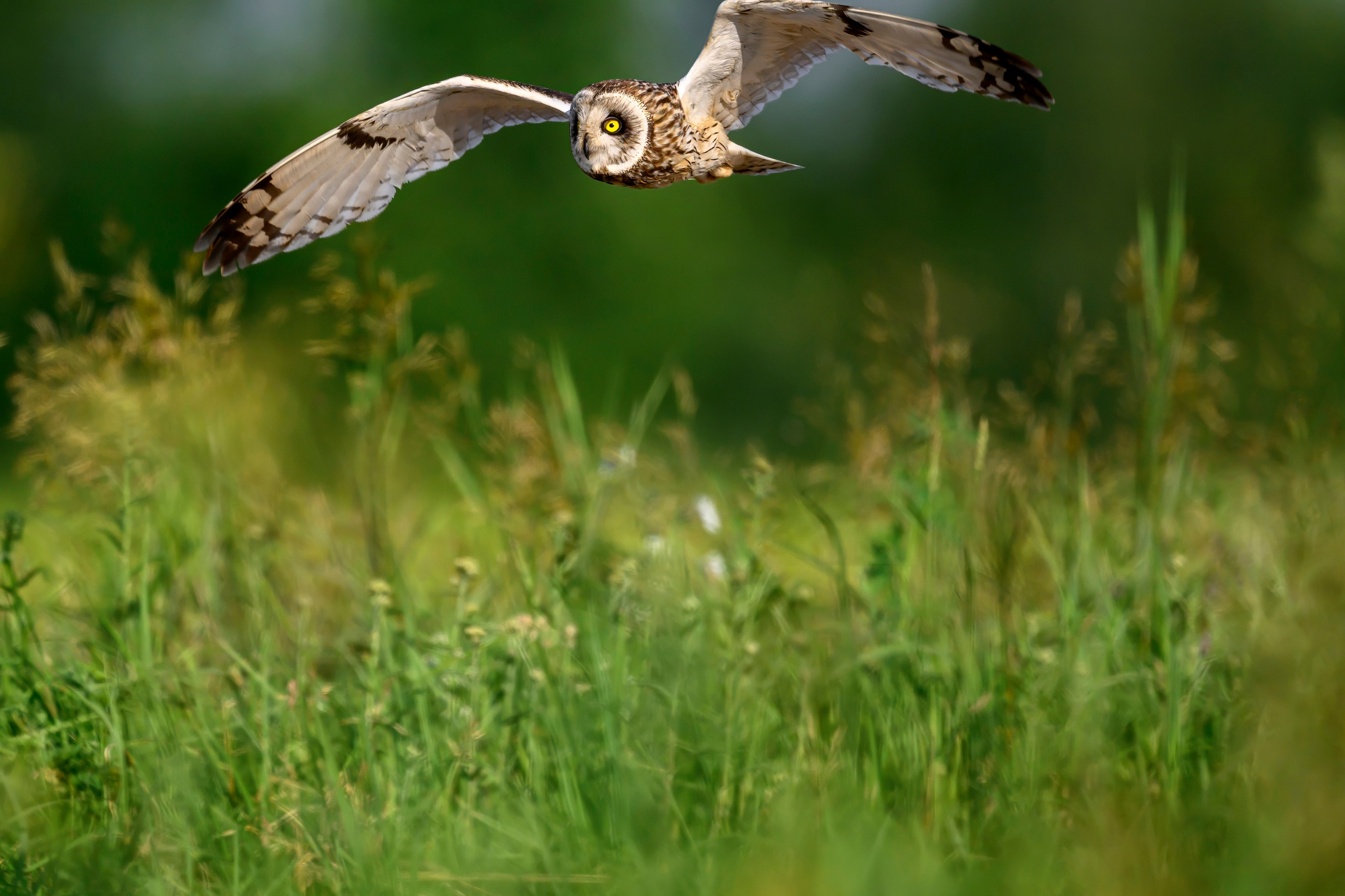 Слеток болотной совы. Wildlife photography by Sergey Puponin