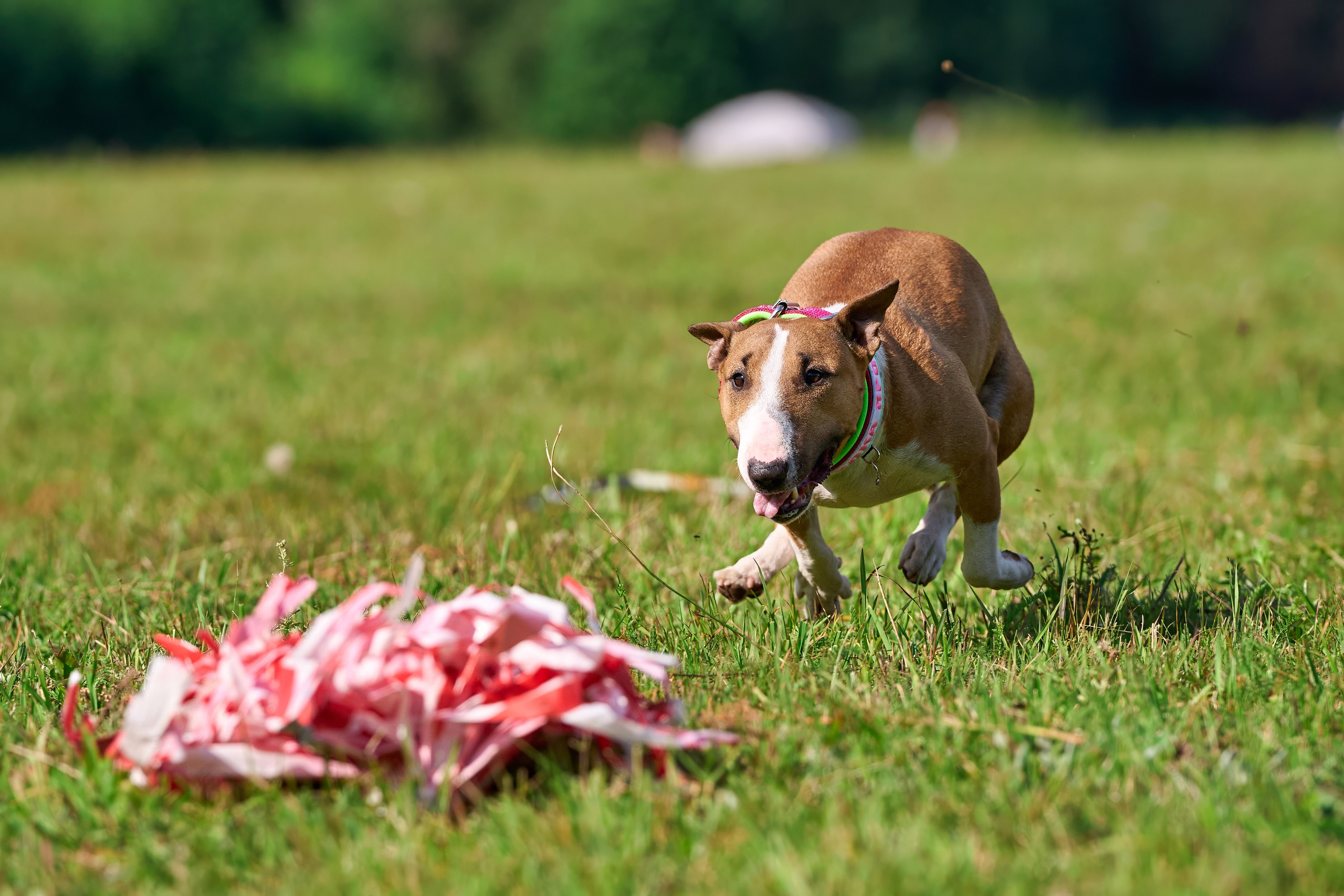 Тренировка в Донино. Фотограф-анималист Михаил Манухин