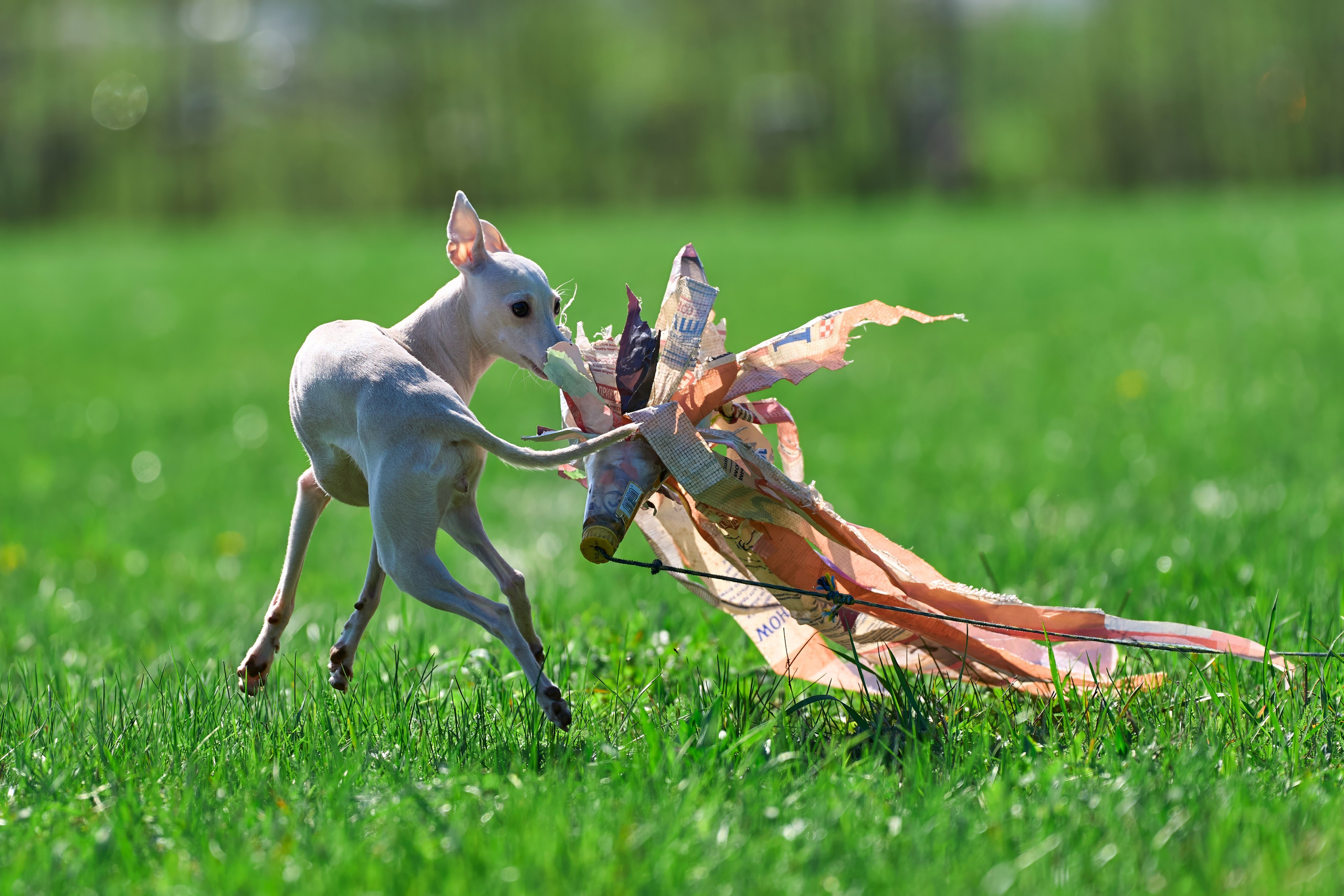 Тренировка по курсингу Донино. Фотограф-анималист Михаил Манухин