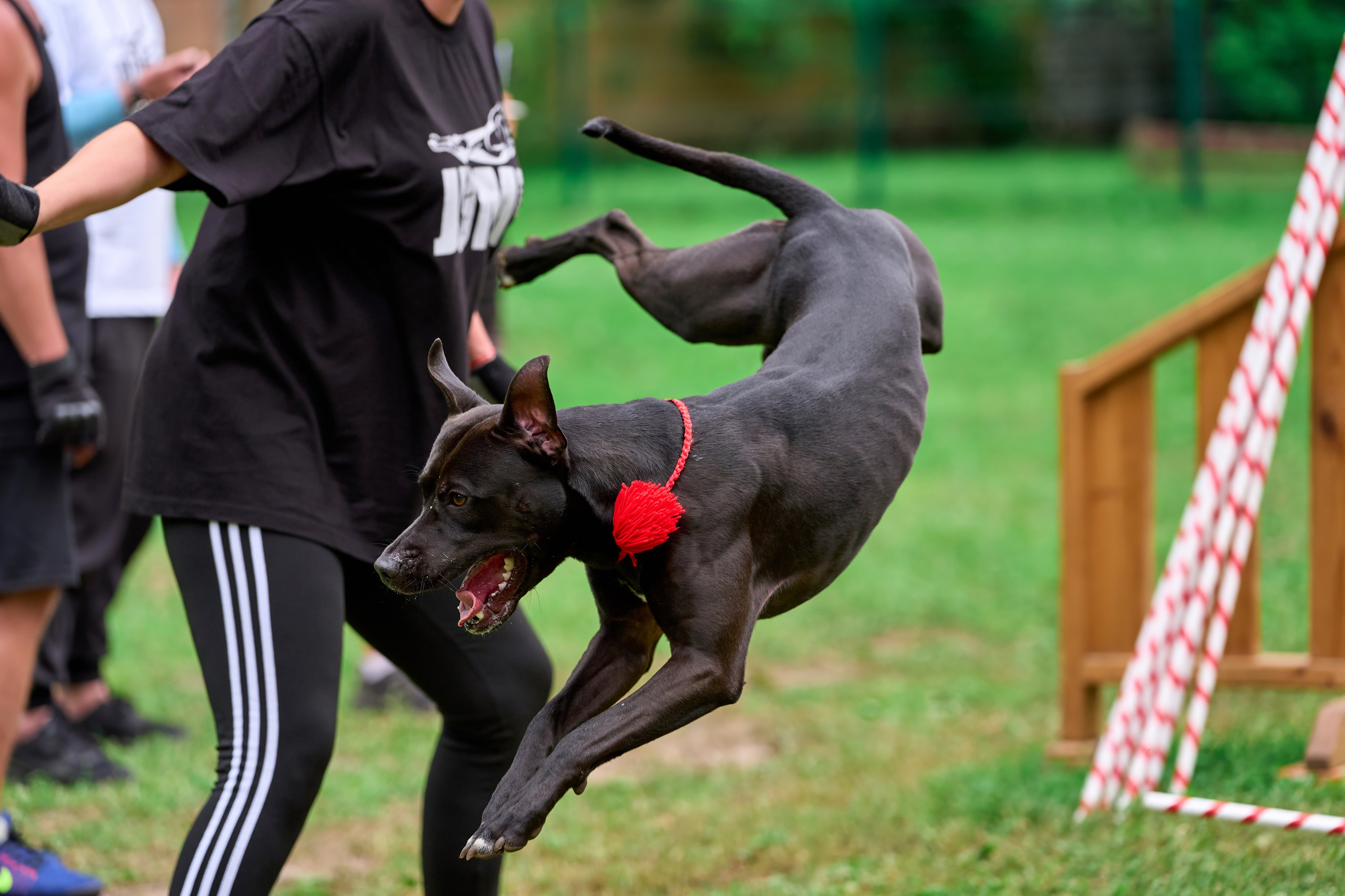 Двухдневные соревнования «Jump'n'Gym Fest — 2024». Фотограф-анималист Михаил Манухин