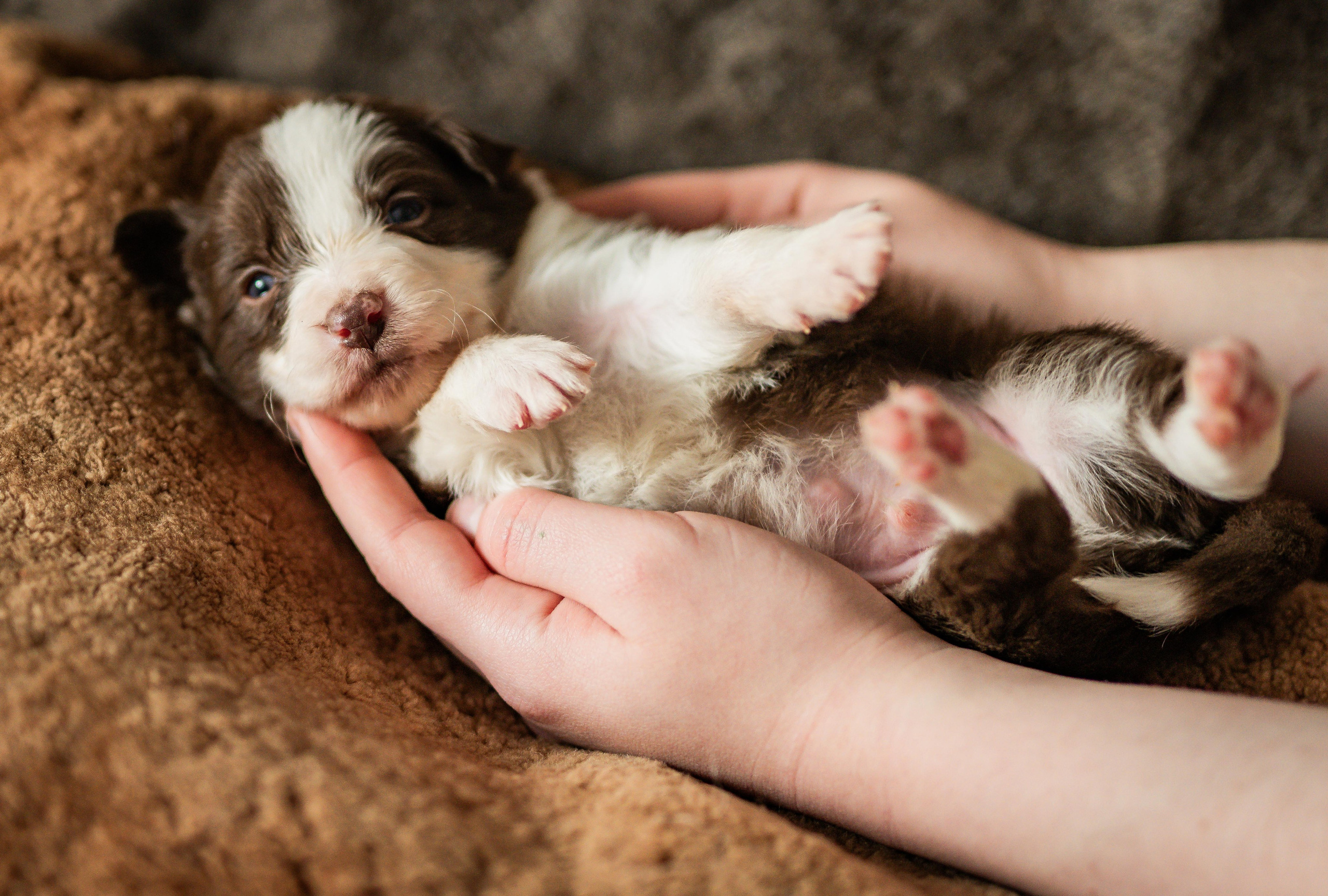 Фритсвит. Семейный фотограф Ефремова Виктория