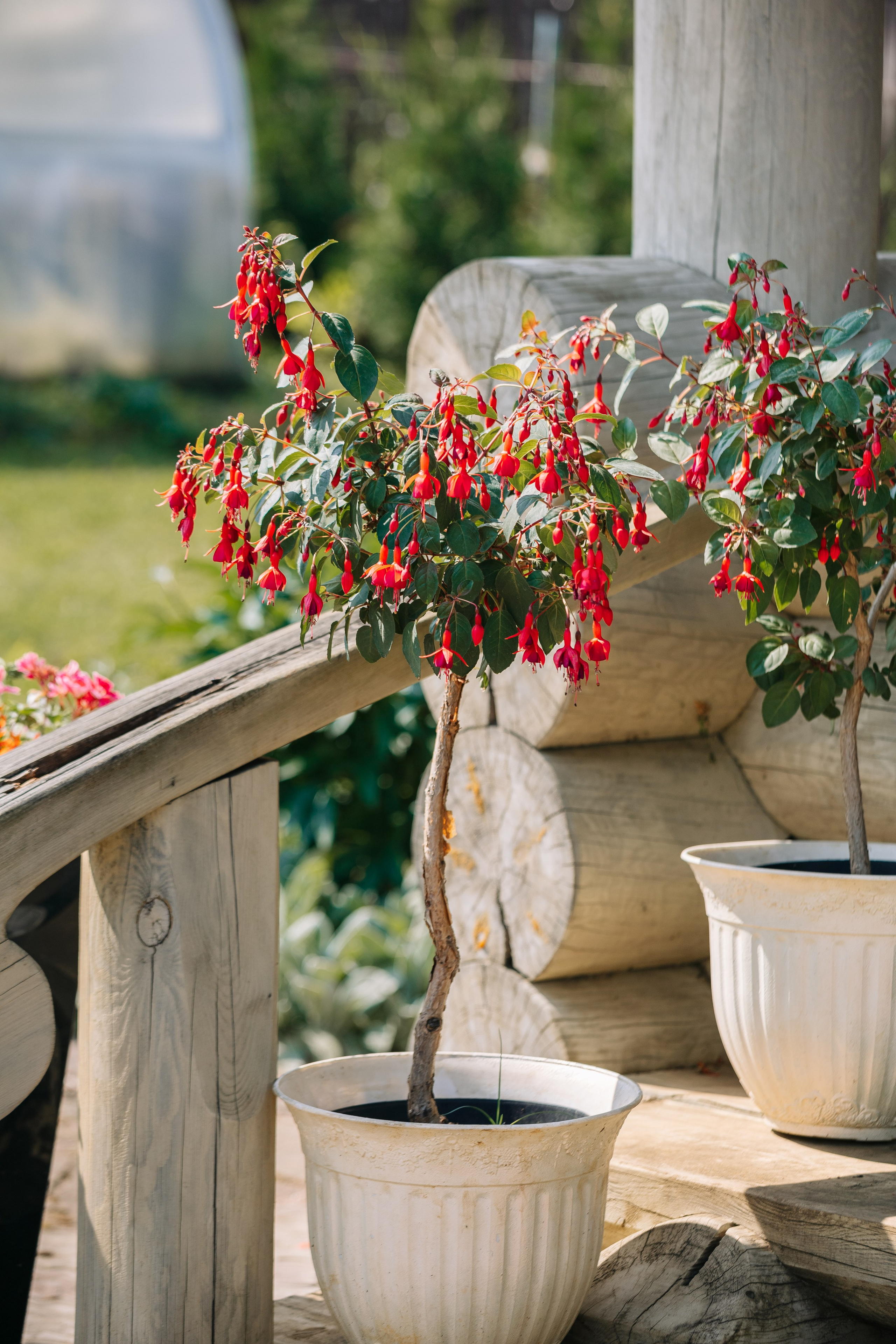 ОЗЕЛЕНЕНИЕ СРЕДЫ. Студия цветов в Санкт-Петербурге Ирины Гуриной