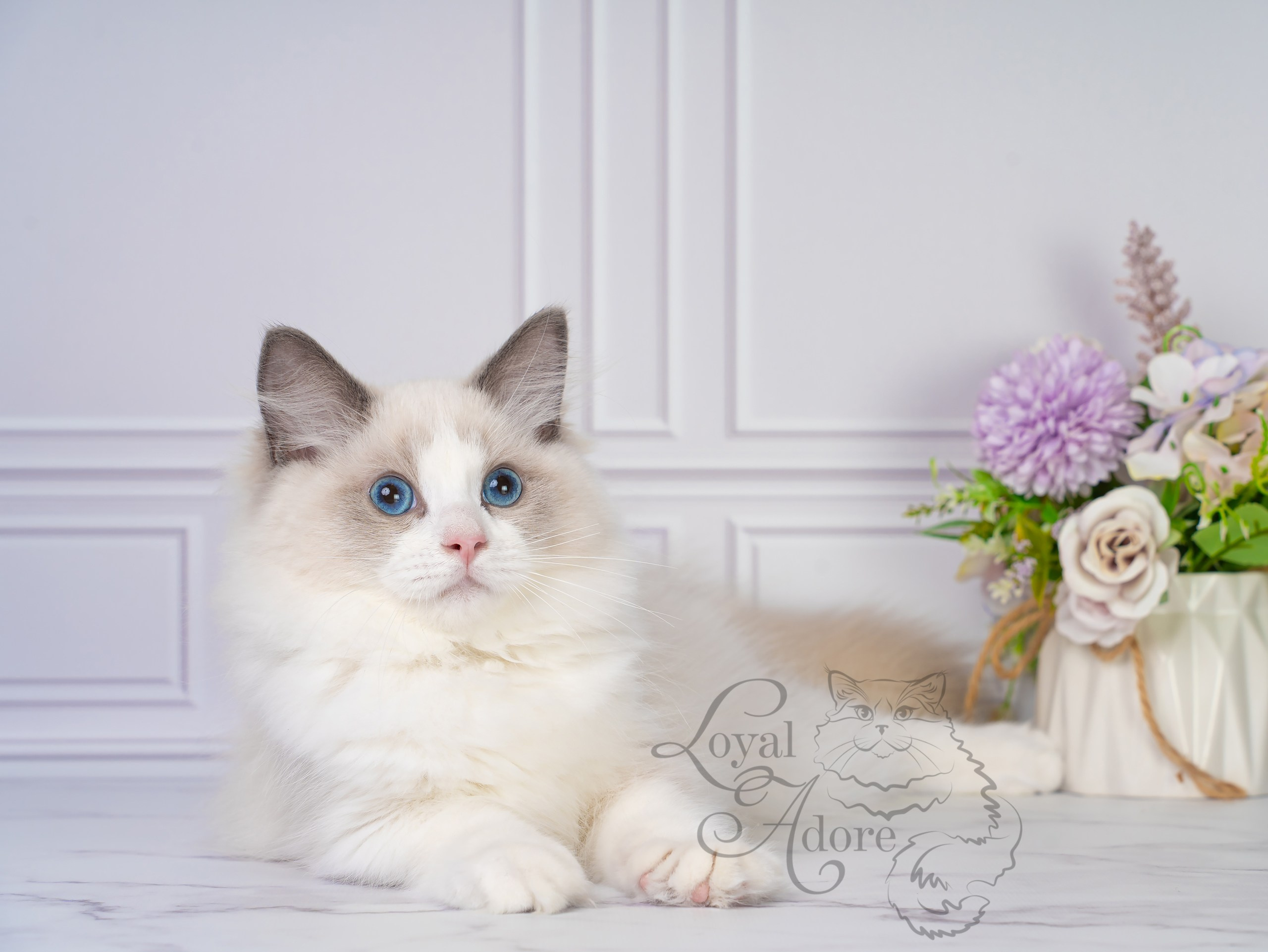 Котята рэгдолл от Loyal Adore. Питомник рэгдолл Loyal Adore
