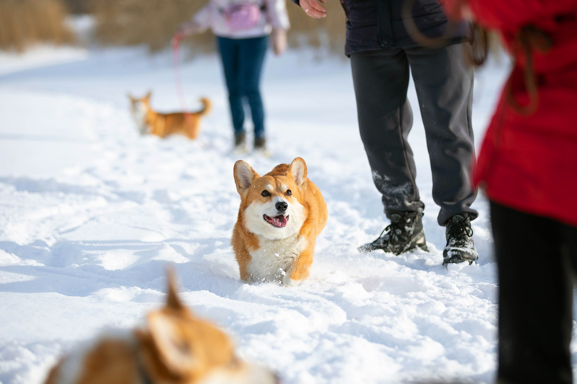 Корги-туса. Фотограф-анималист в Омске Екатерина Маричева