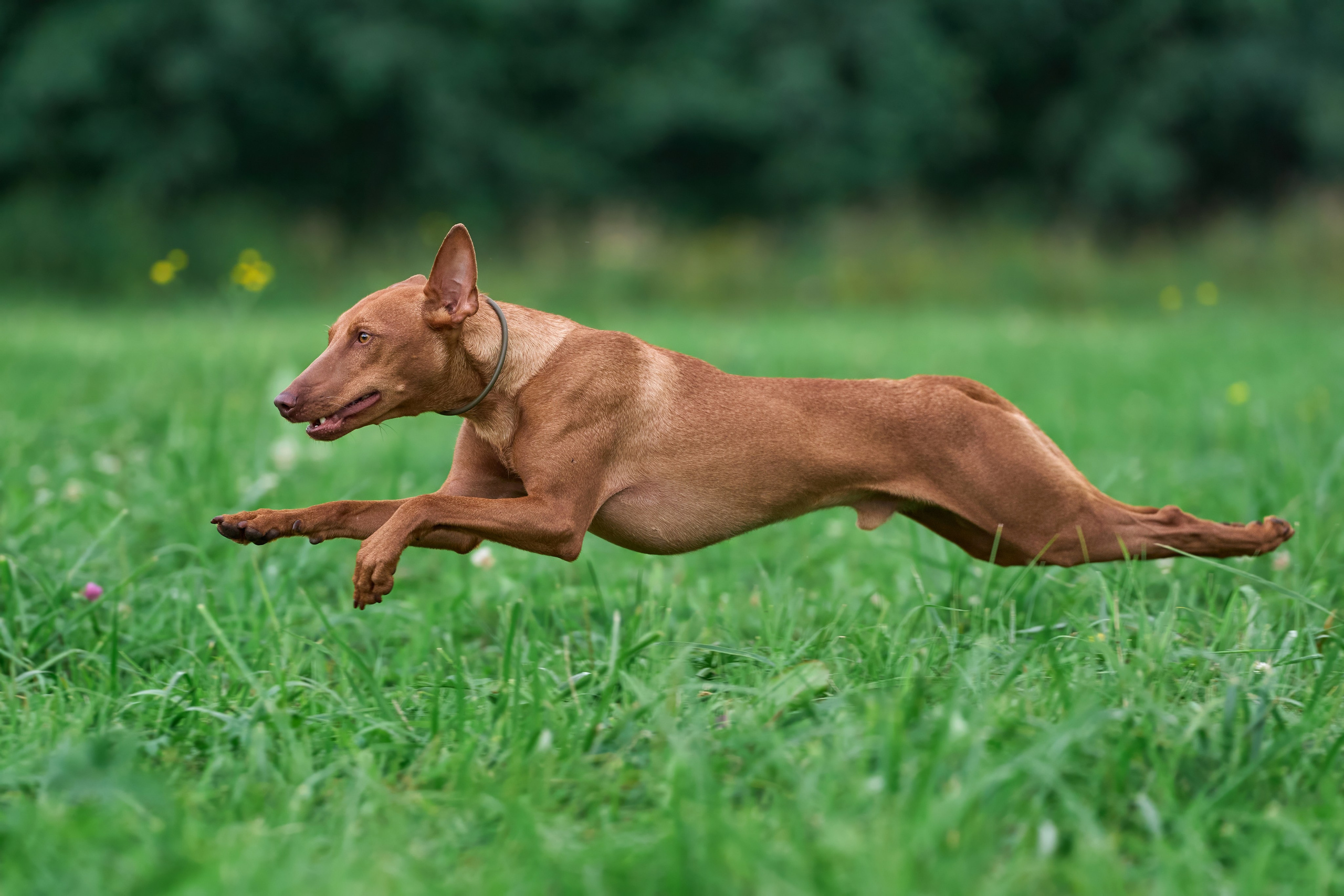 Тренировка в Донино. Фотограф-анималист Михаил Манухин