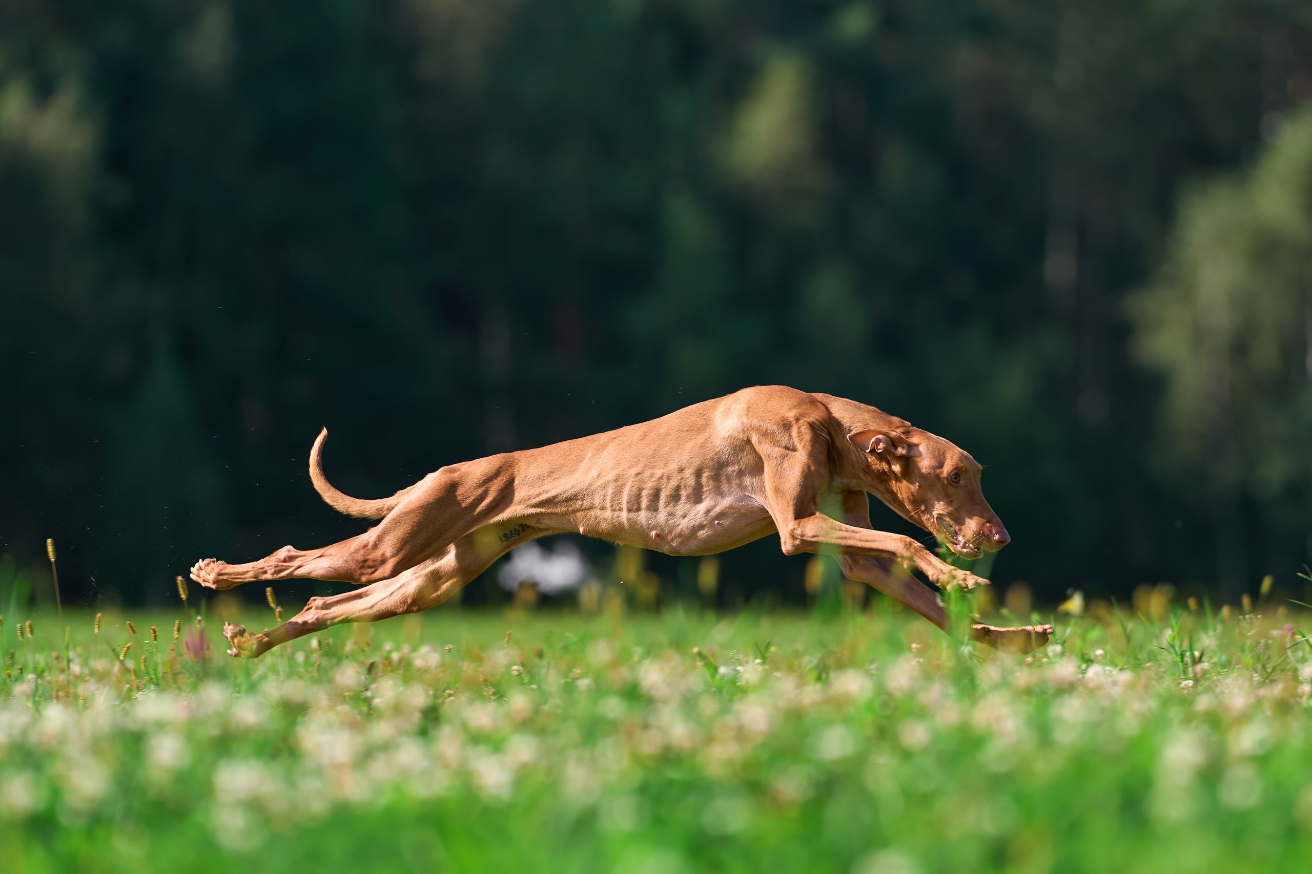 Тренировка в Донино. Фотограф-анималист Михаил Манухин