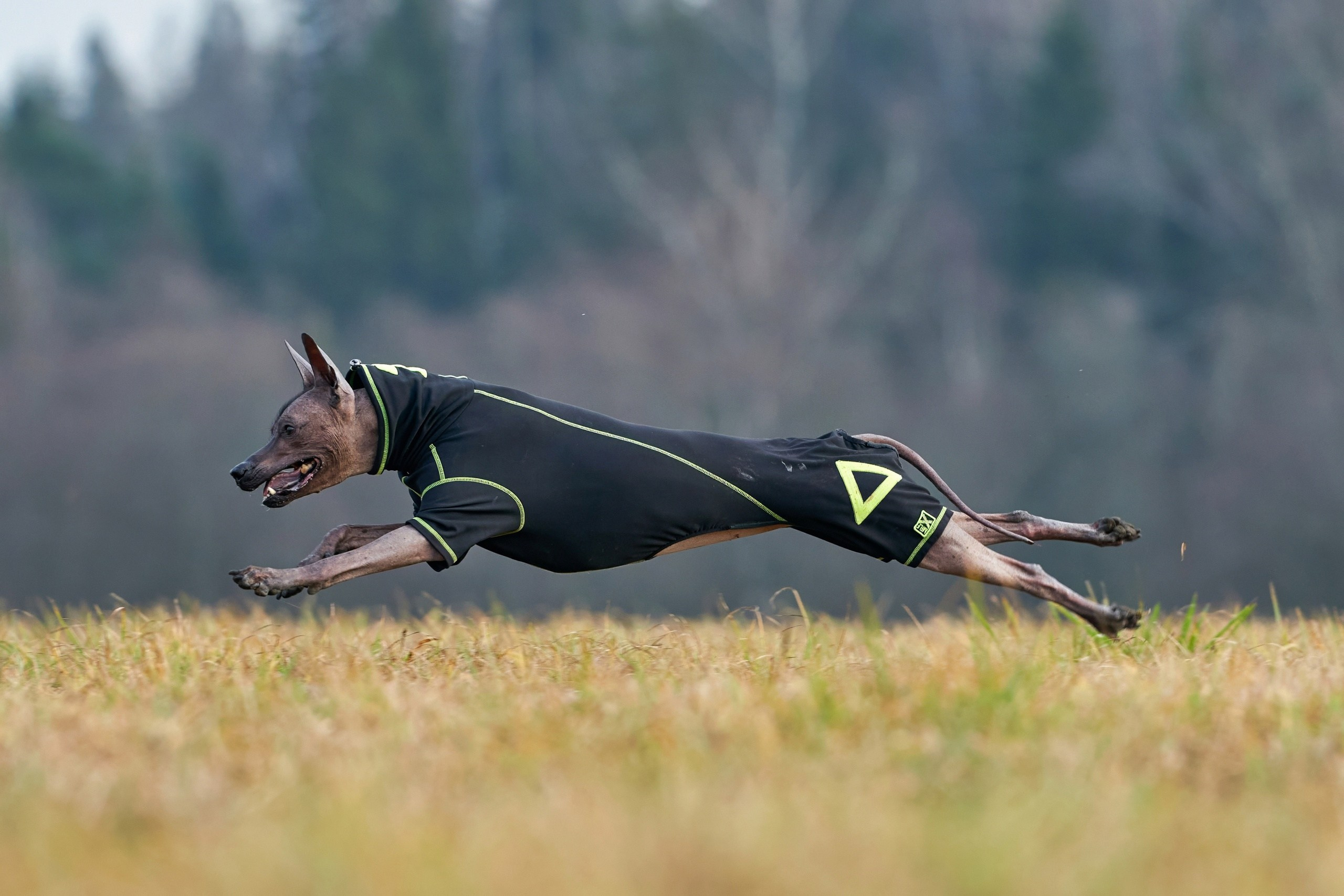 Состязания свор «Тройки». Фотограф-анималист Михаил Манухин