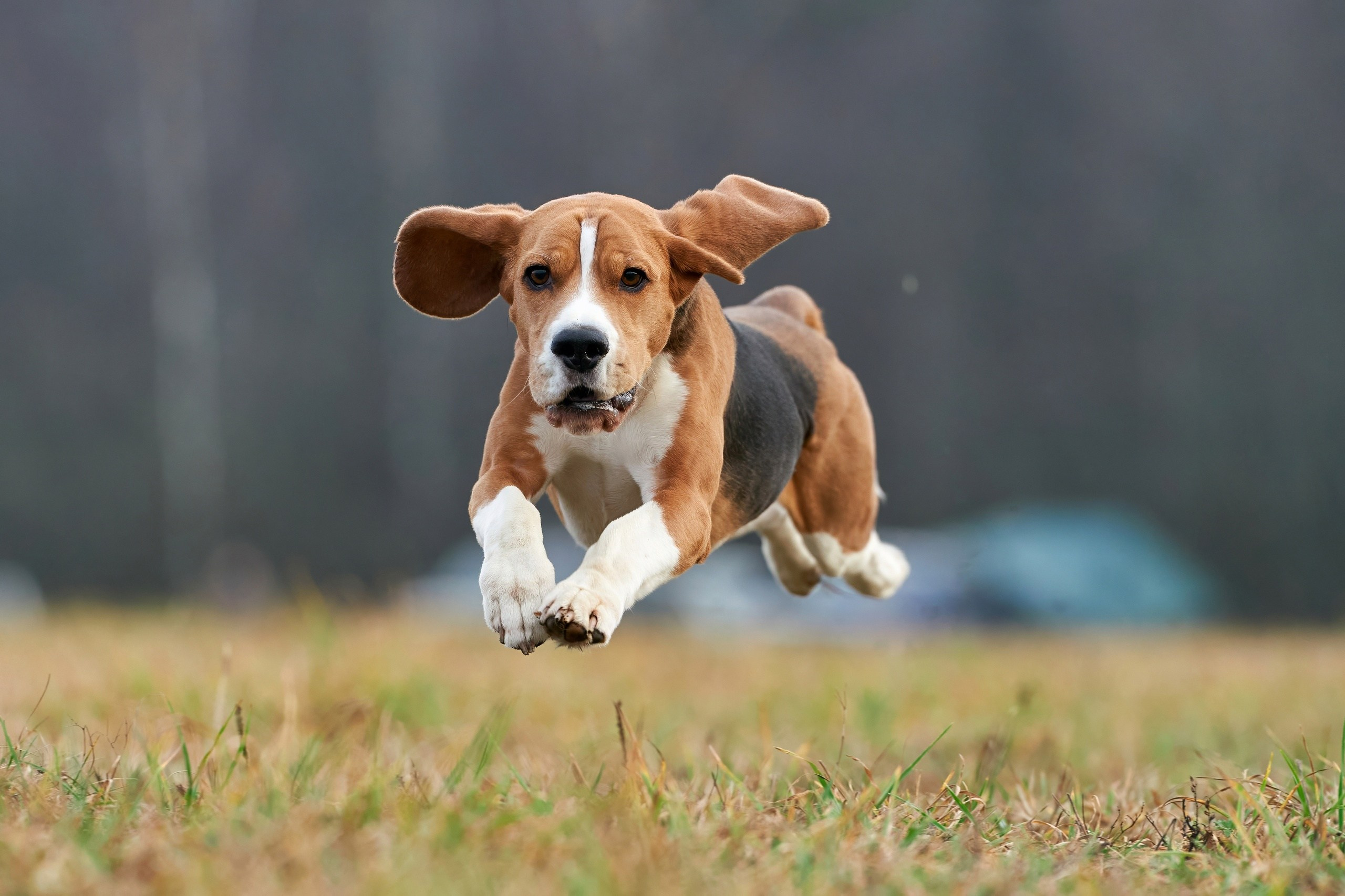 Состязания свор «Тройки». Фотограф-анималист Михаил Манухин