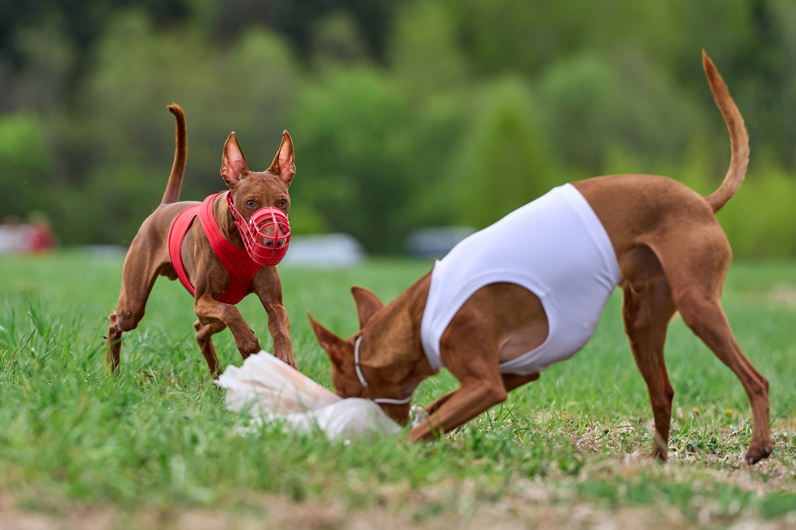 ПЧРКФ по курсингу. Фотограф-анималист Михаил Манухин