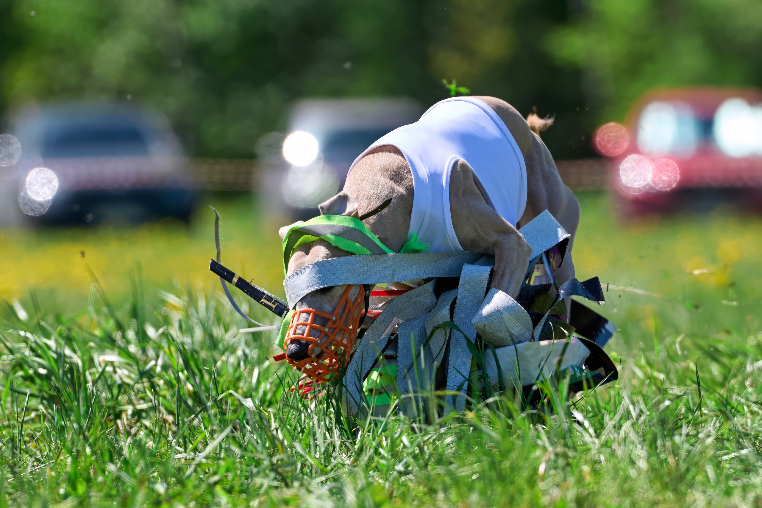 Квалификация по курсингу Донино. Фотограф-анималист Михаил Манухин