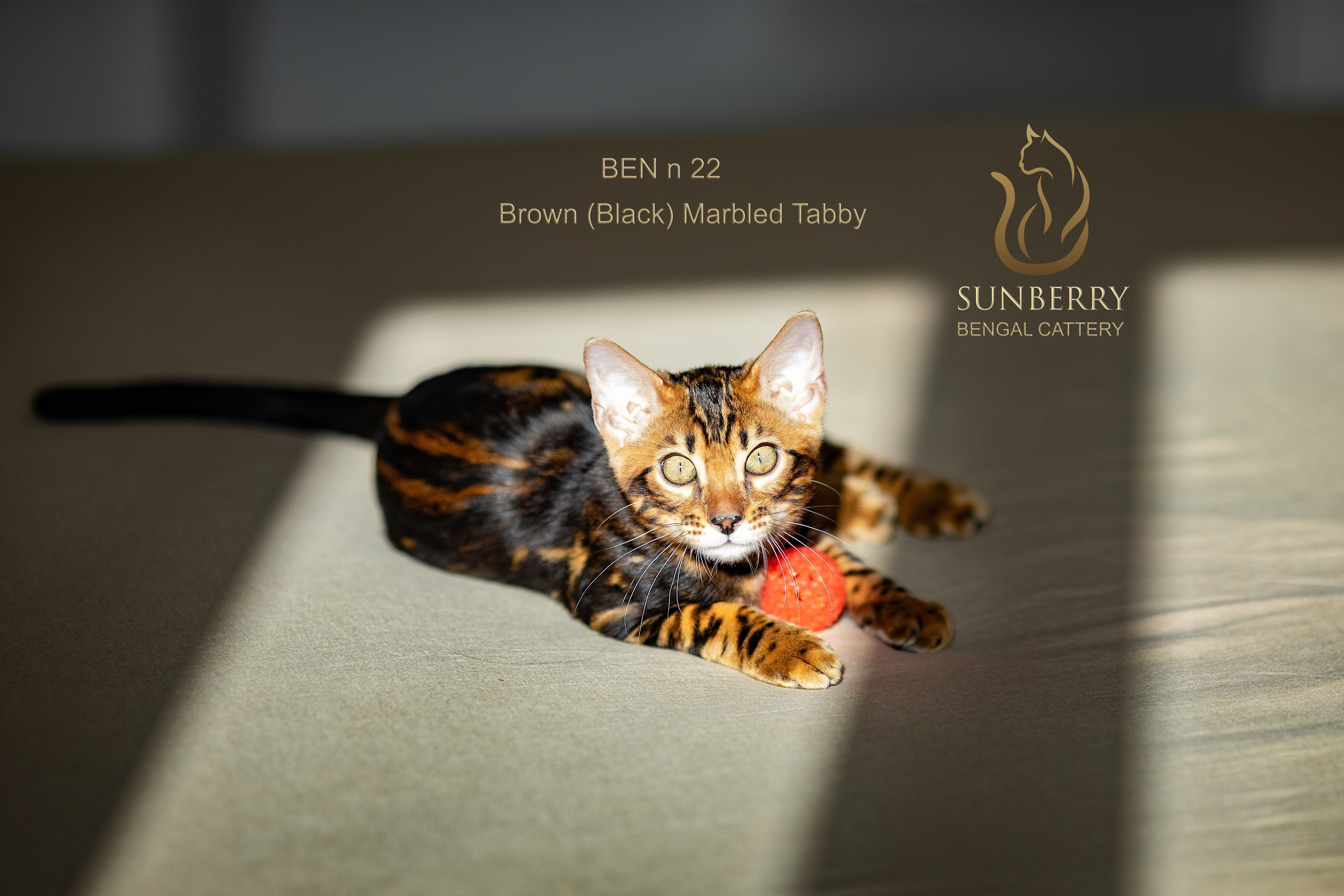 Питомник бенгальских кошек Минск | WCF Sunberry Bengal Cattery. Арт фотограф в Минске Анастасия Корбут