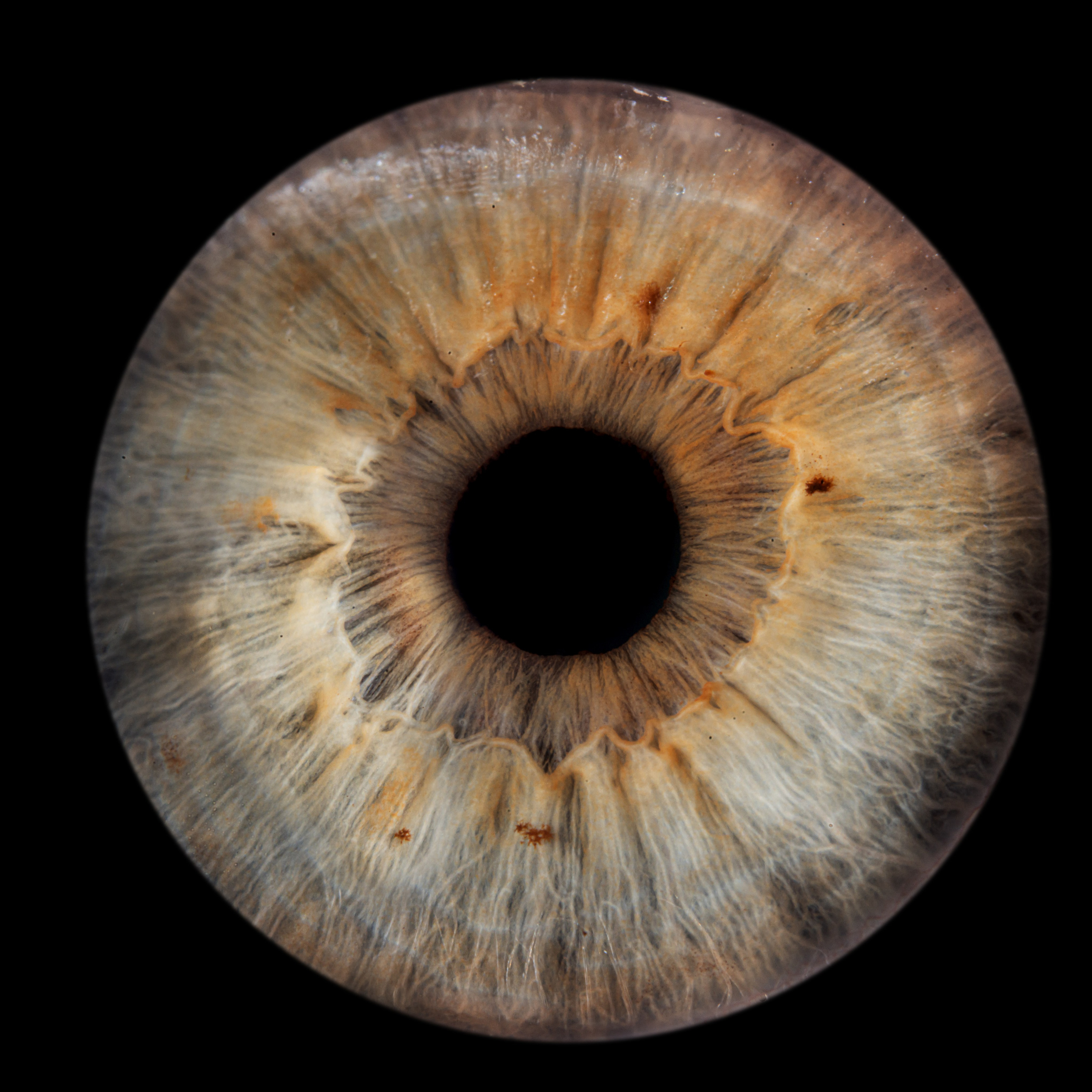 Лучшая фотография радужки глаза в Ростове. Профессиональная фотосъемка. Ростов-на-Дону