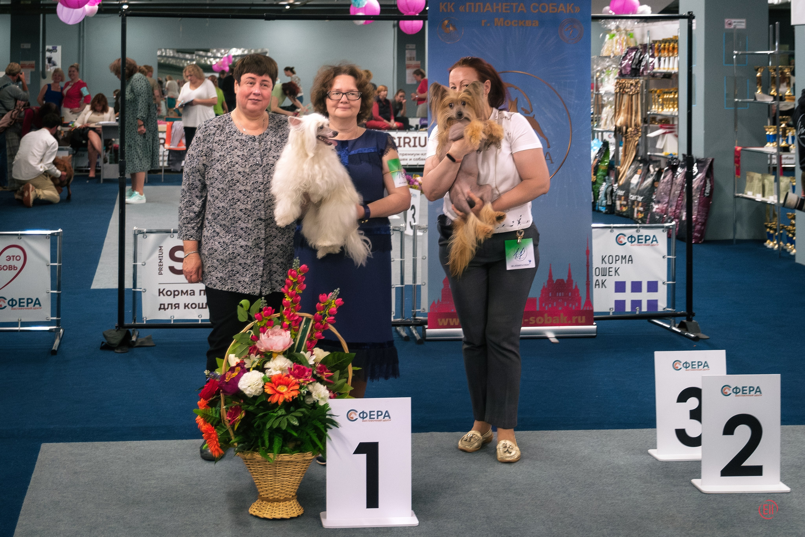 Moscow, Exhibition of the ROO KK “Planet of Dogs”. Exhibition Center “Sfera”. Chinese Crested Dog Kennel Poale Ell