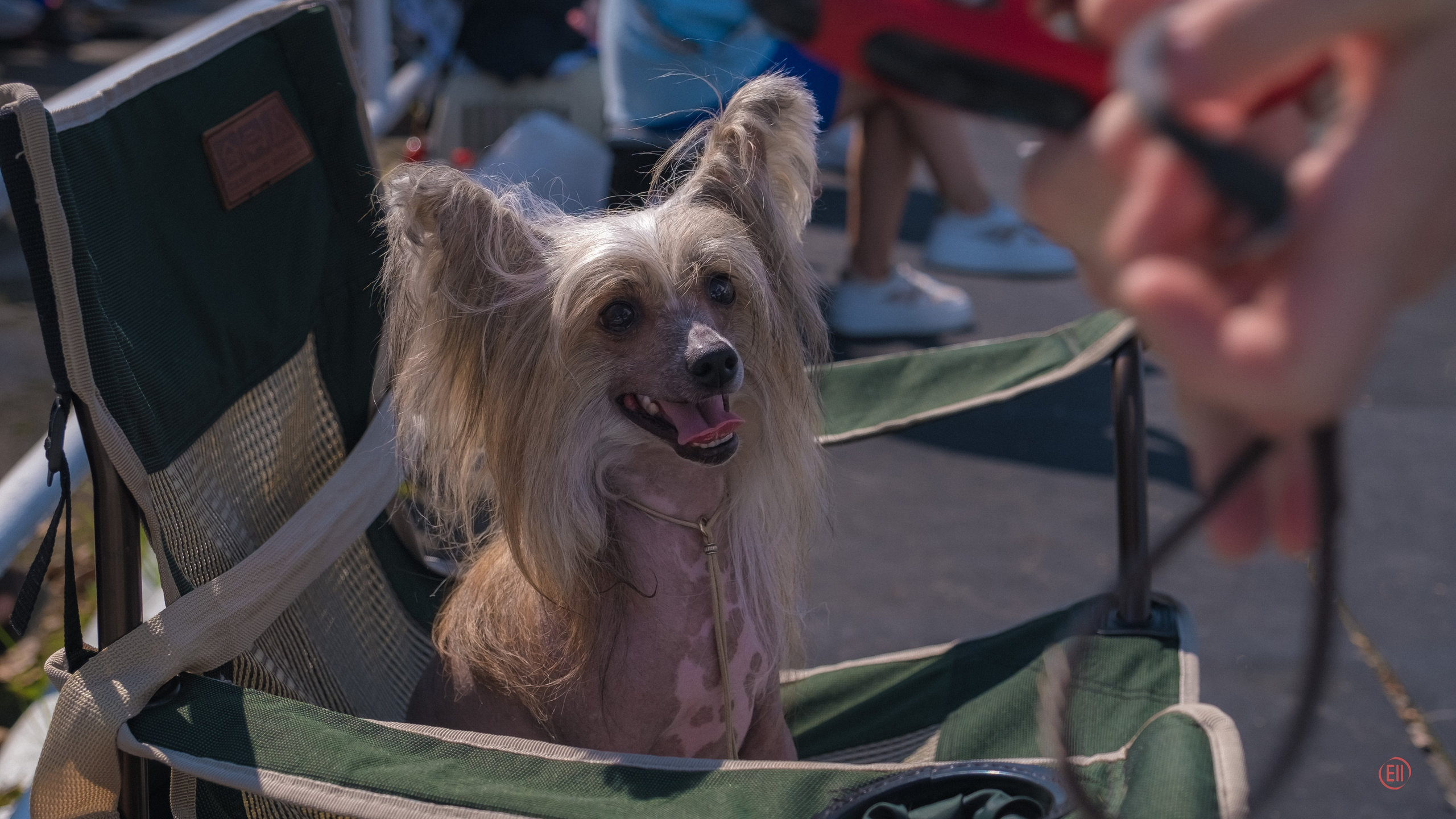 20.08.2023 Тула. Выставка собак