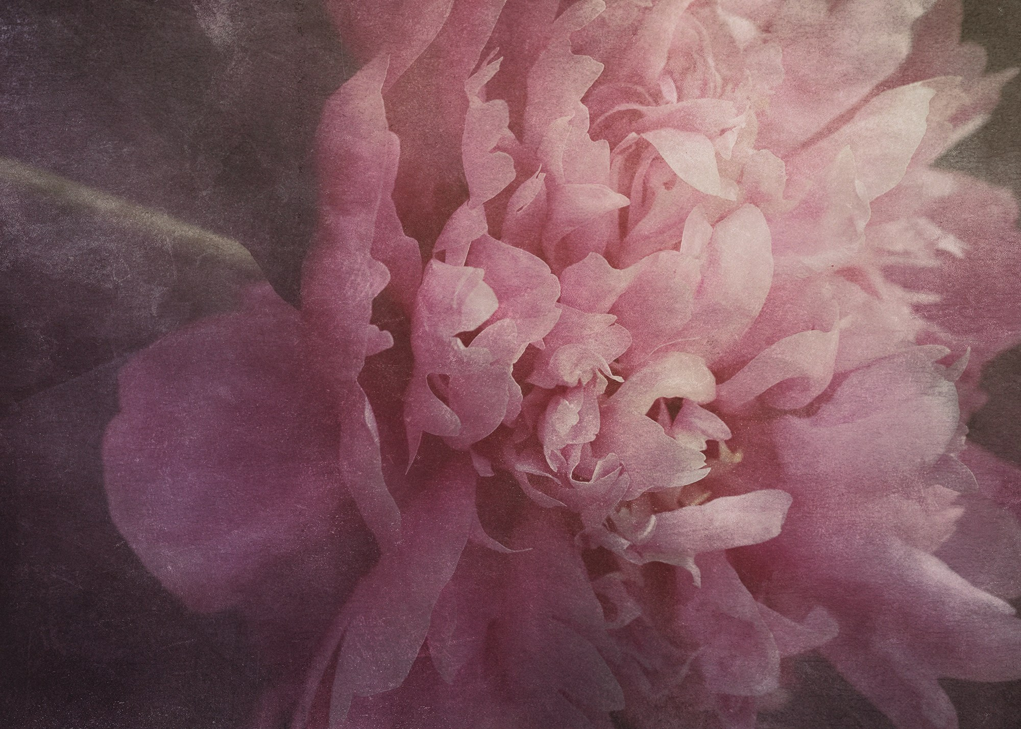 PINK VINTAGE. Eirene G | Photoartist | Flowers from my garden