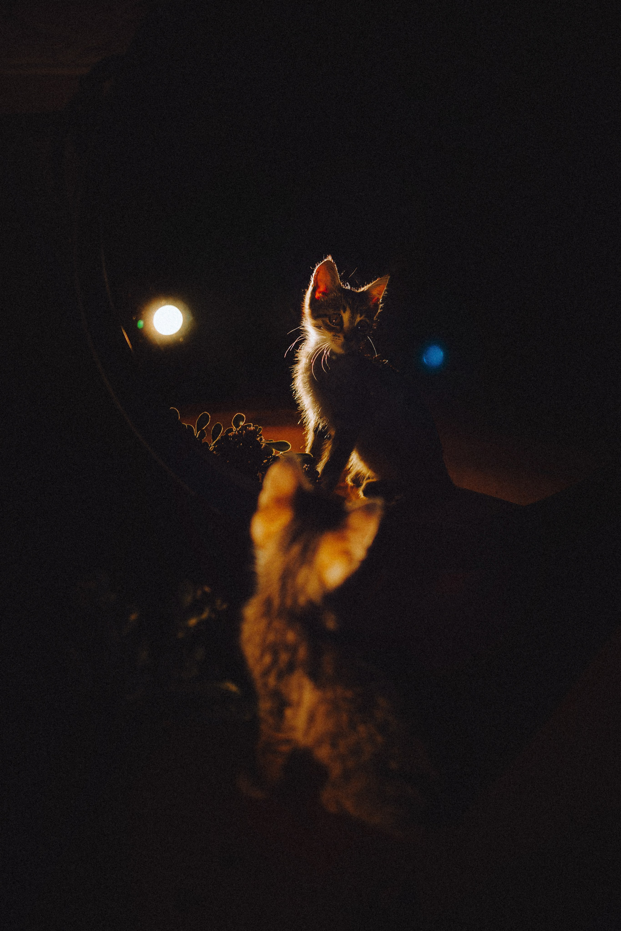 Более 30 идей для фотосессии с котенком