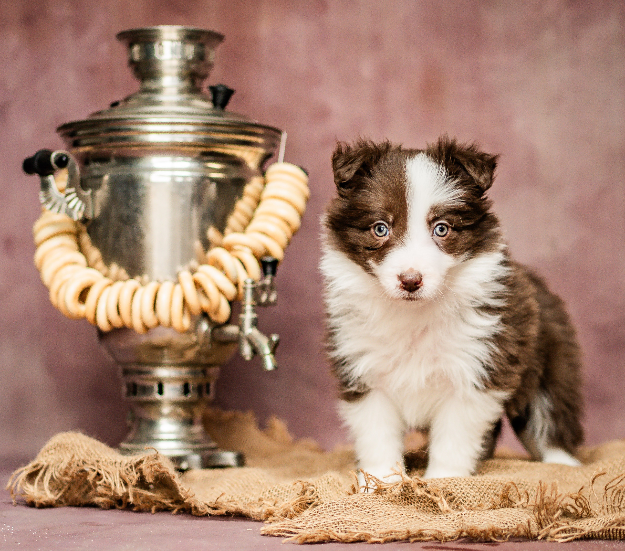 Фритсвит. Семейный фотограф Ефремова Виктория