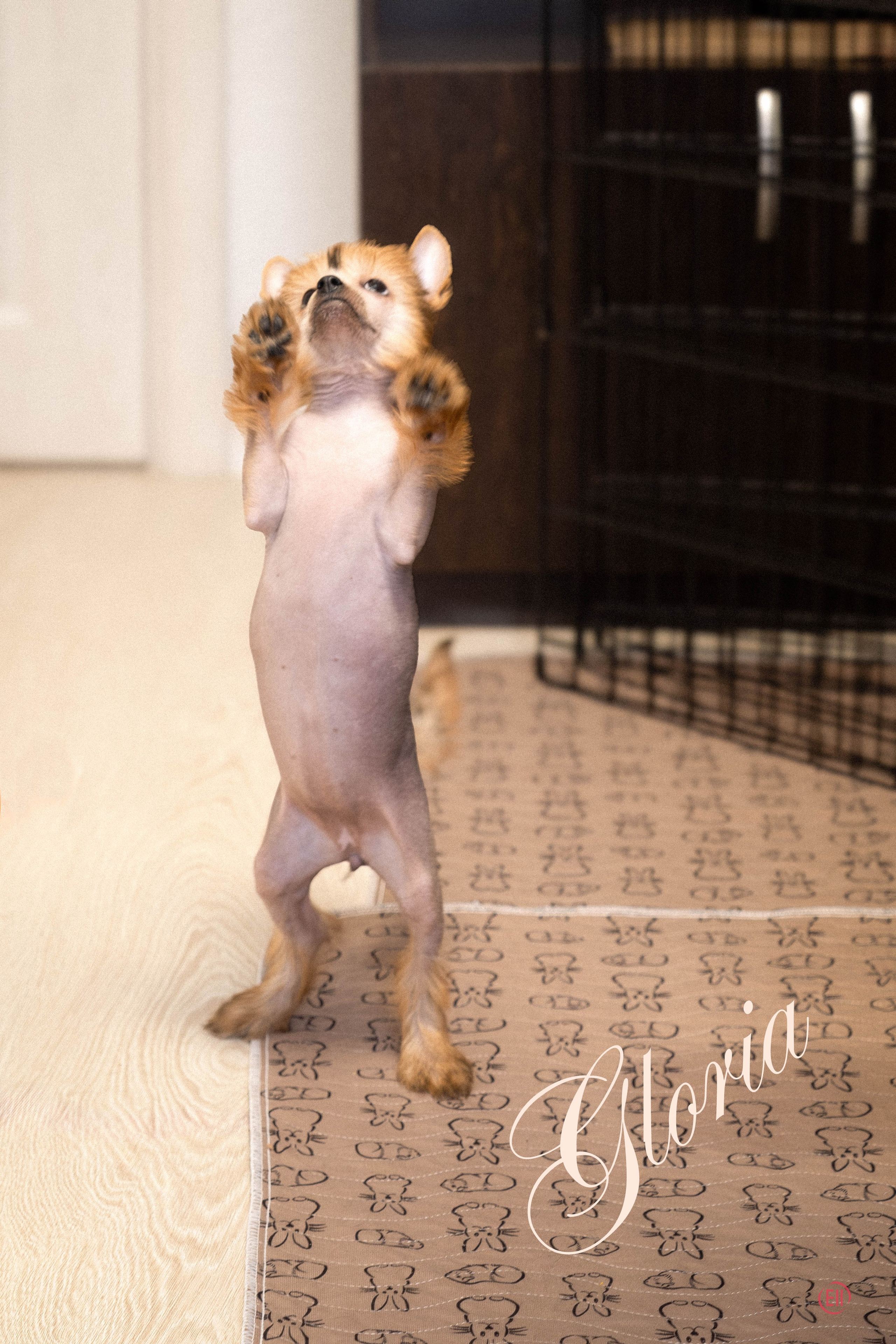 Poale Ell Gloria. Chinese Crested Dog Kennel Poale Ell