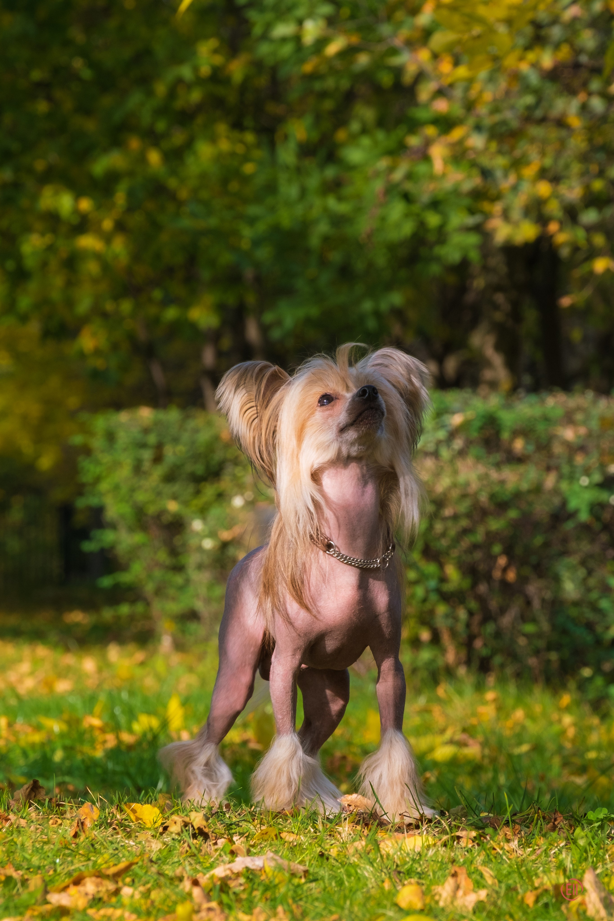 On a walk. Chinese Crested Dog Kennel Poale Ell