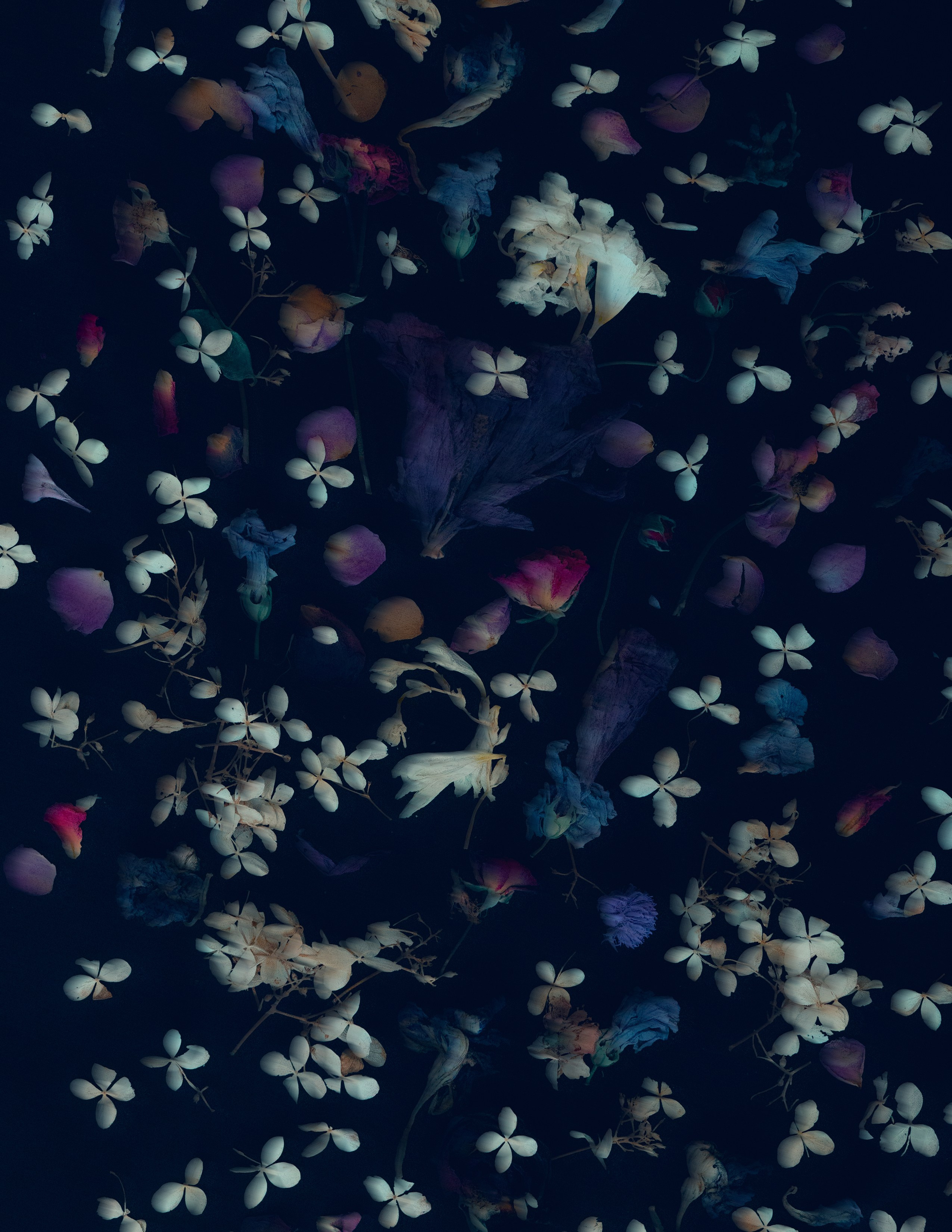 Amor Seco. Художественная фотография в Санкт-Петербурге Алина Берёзкина