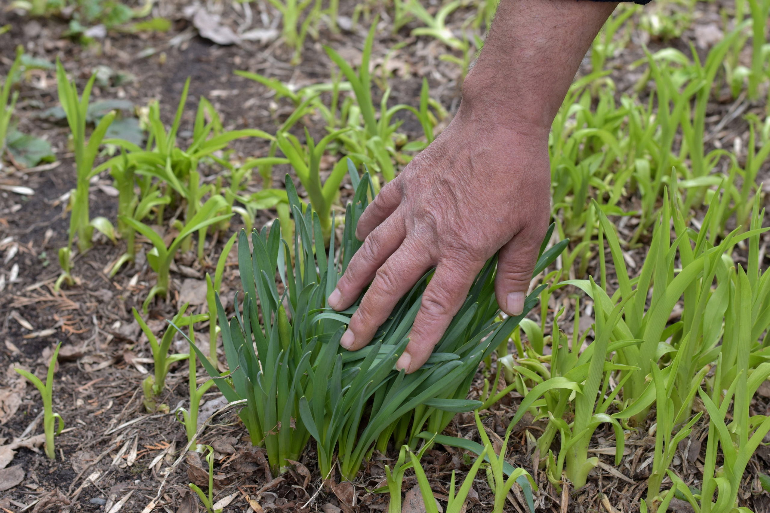 Добрый садовник (в процессе). Микс-медиа художница Надежда Пророкова