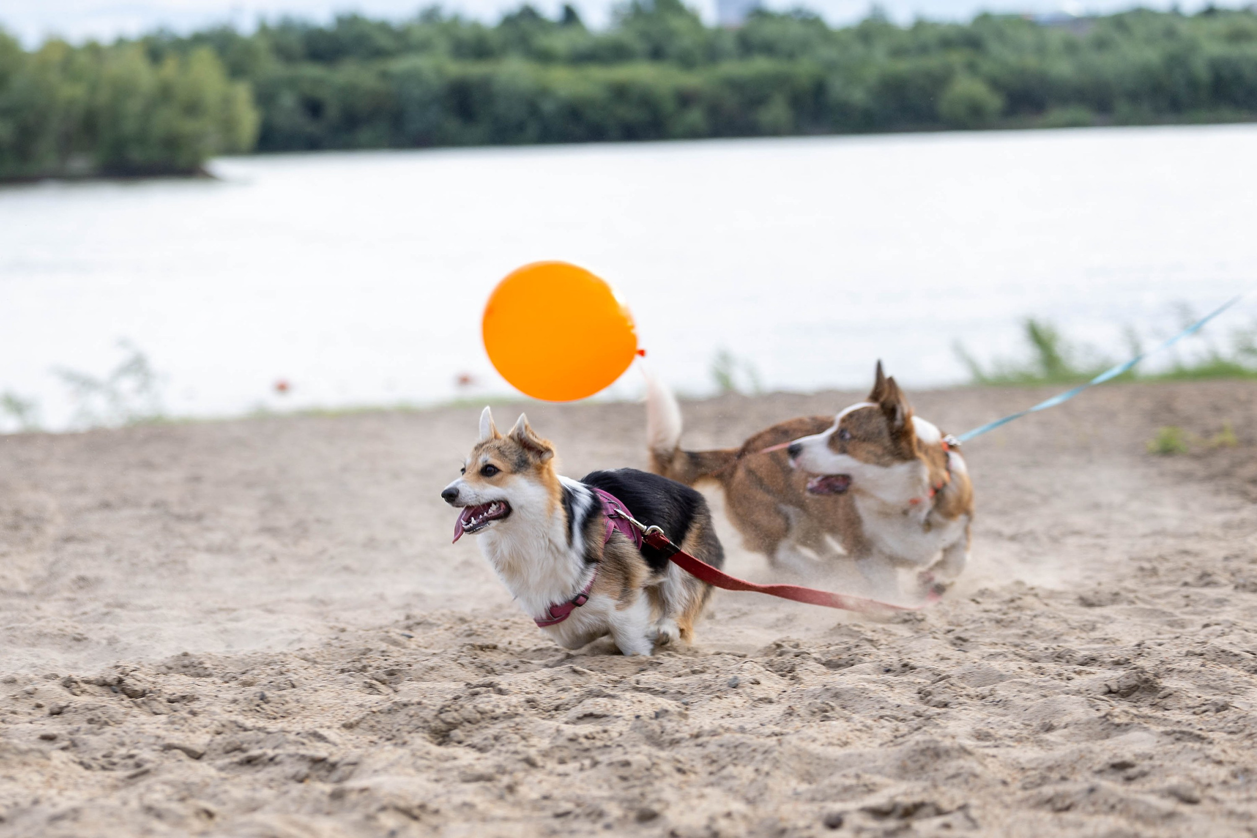 Корги-туса. Фотограф-анималист в Омске Екатерина Маричева