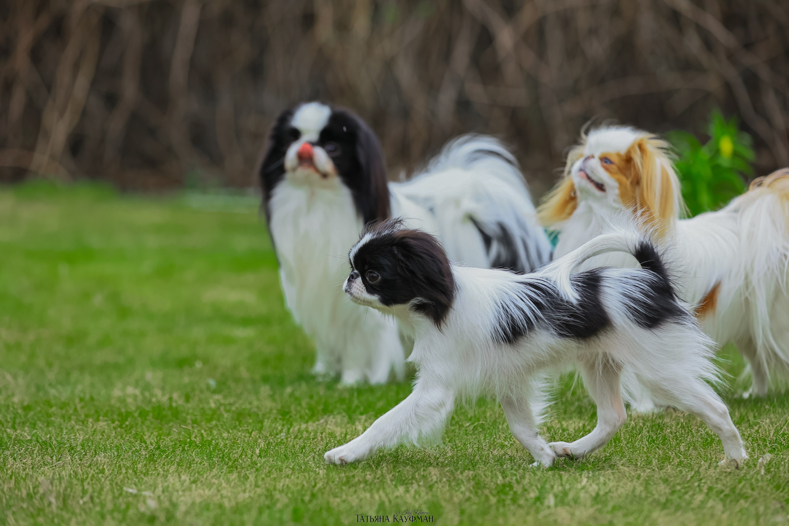 Японский хин, фотография японский хин, собака в цветах, красивая собака, фотограф анималист, фотокурс Анималистика, научиться фотографировать собак, фотограф Новосибирск