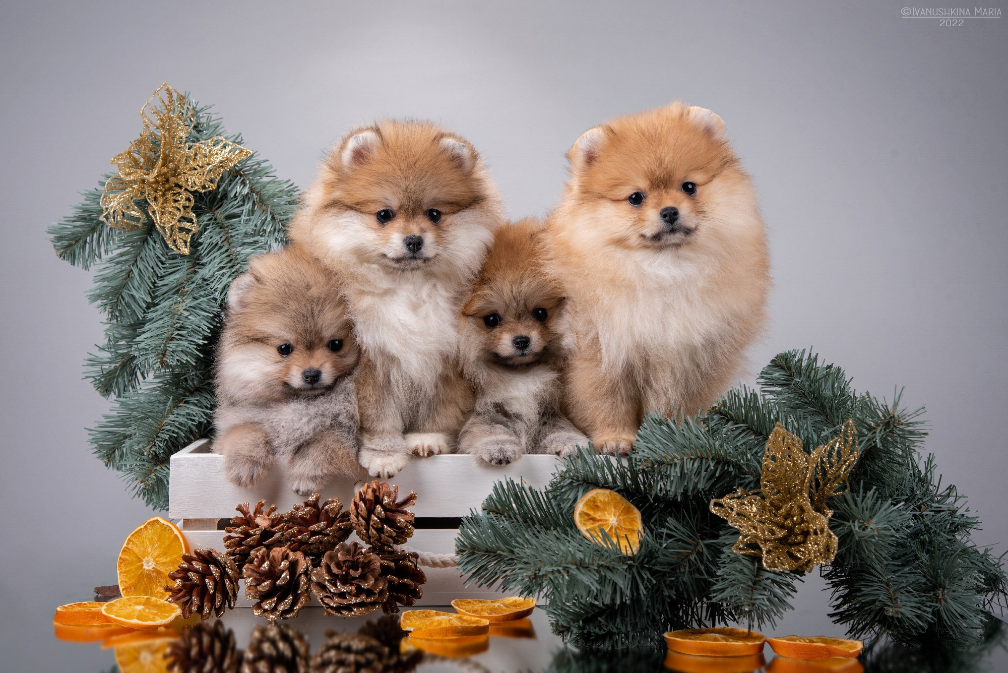 новогодняя фотосессия для шпицев