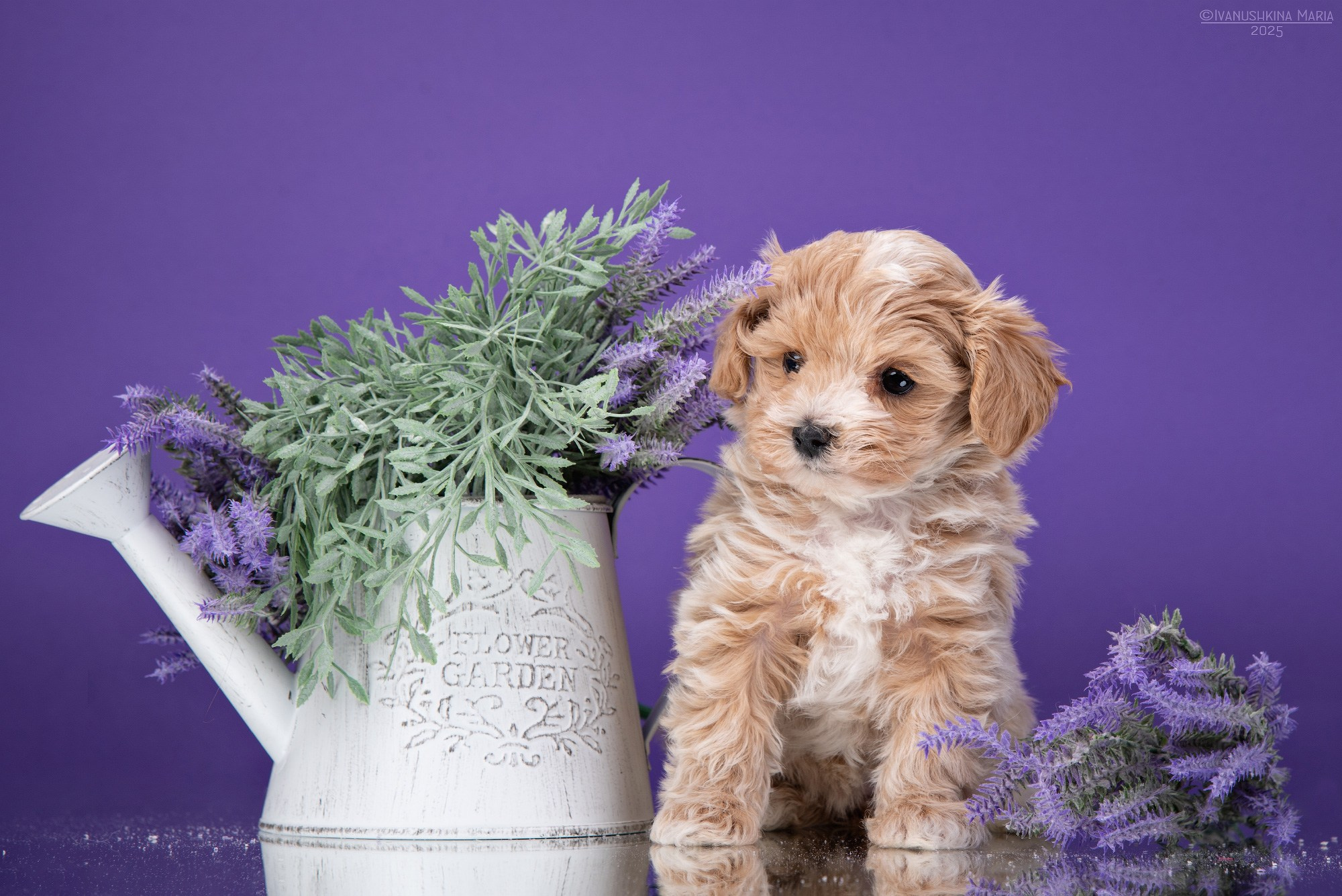 Фотосессия щенков на фонах. Фотограф собак в Москве и Московской области Иванушкина Мария