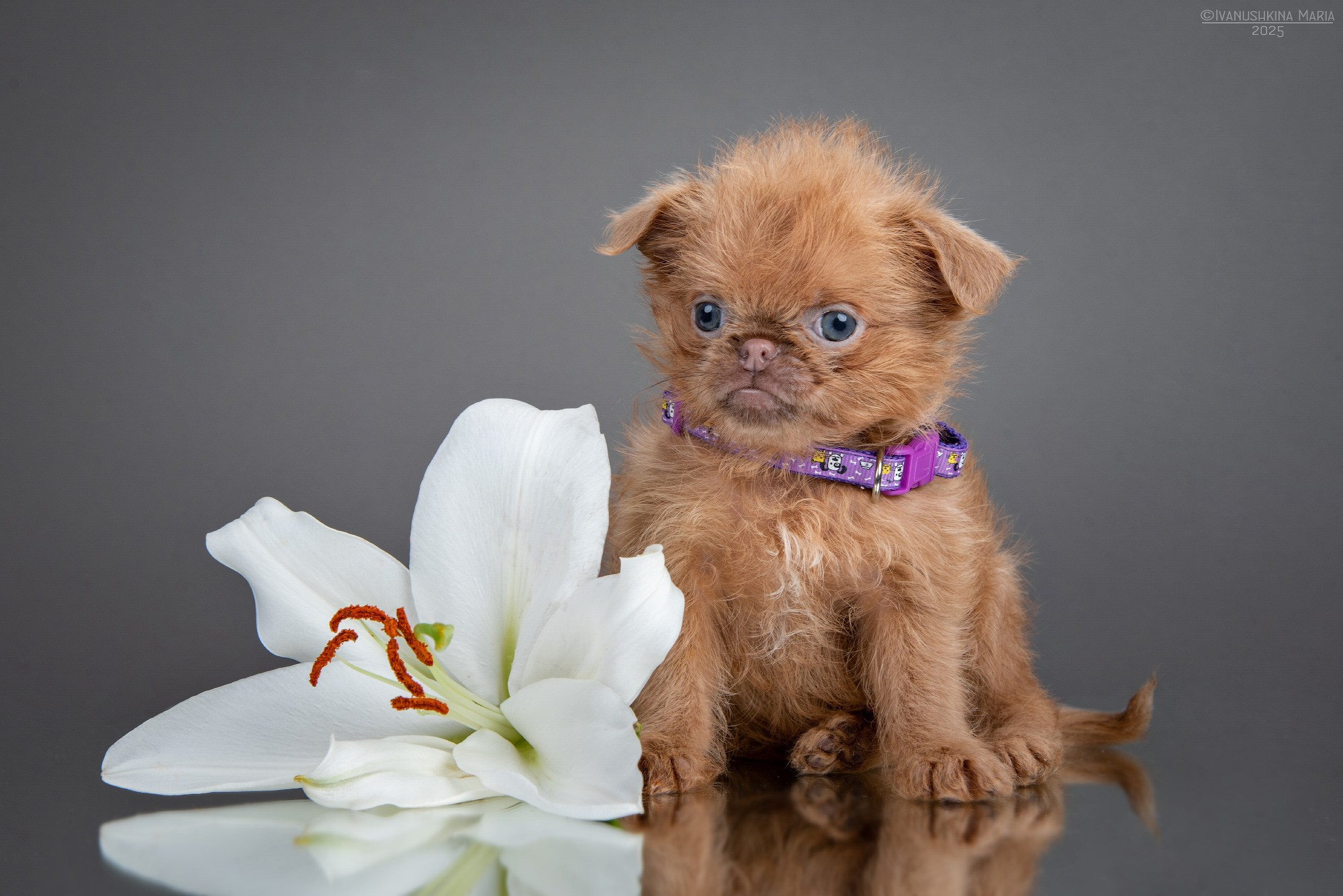 Фотосессия щенков на фонах. Фотограф собак в Москве и Московской области Иванушкина Мария