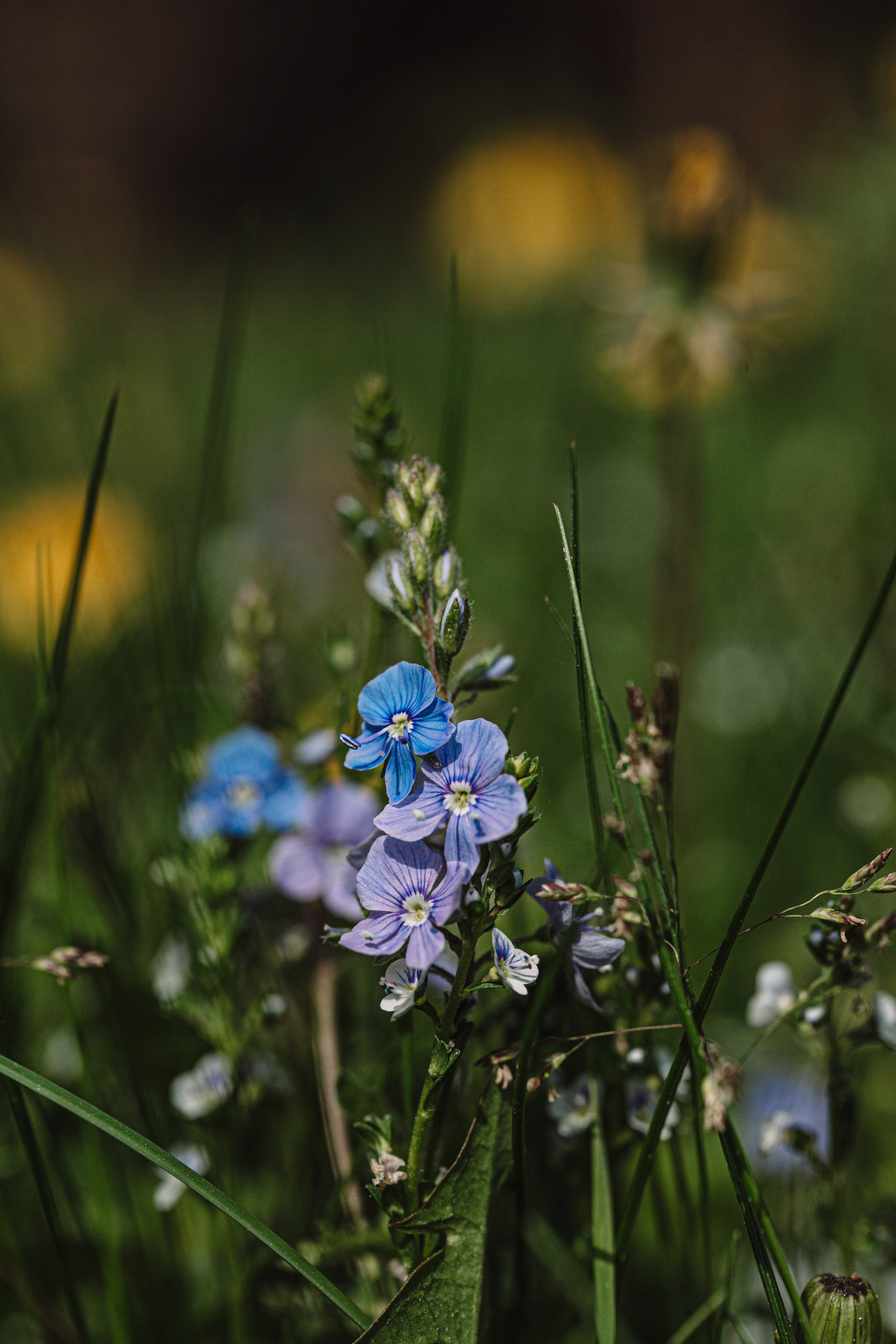 Green. Фотограф Олеся Кавлакан
