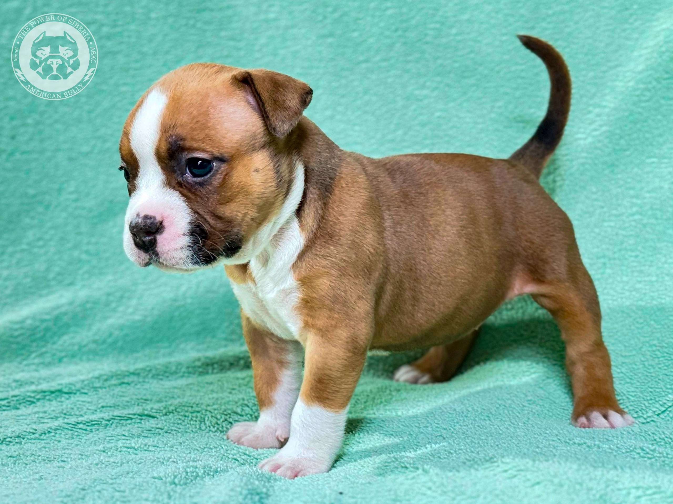 Все свободные щенки. Американский Булли в г. Ростов-на-Дону. Питомник THE POWER OF SIBERIA