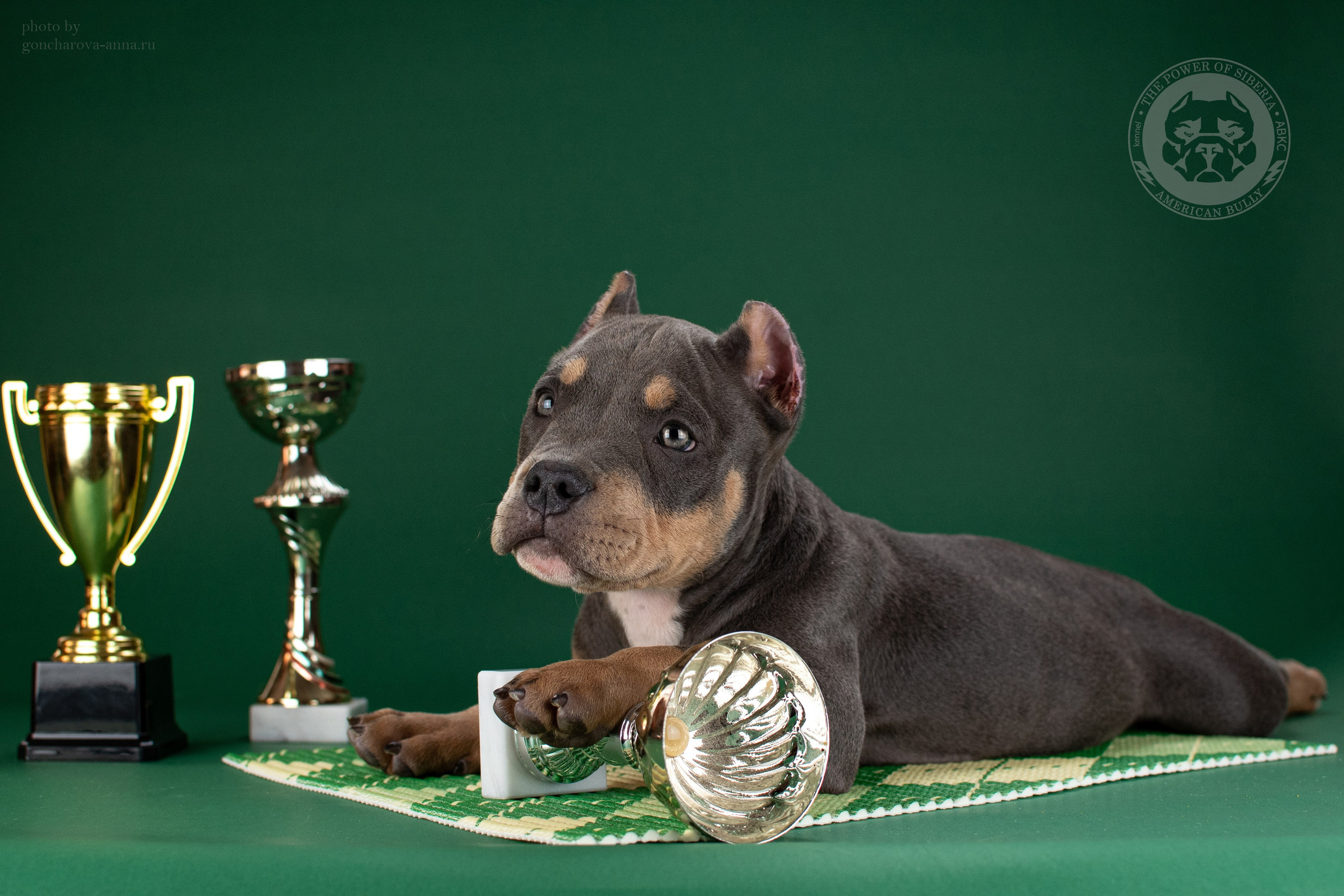 купить щенка в официальном питомнике American Bully в Москве